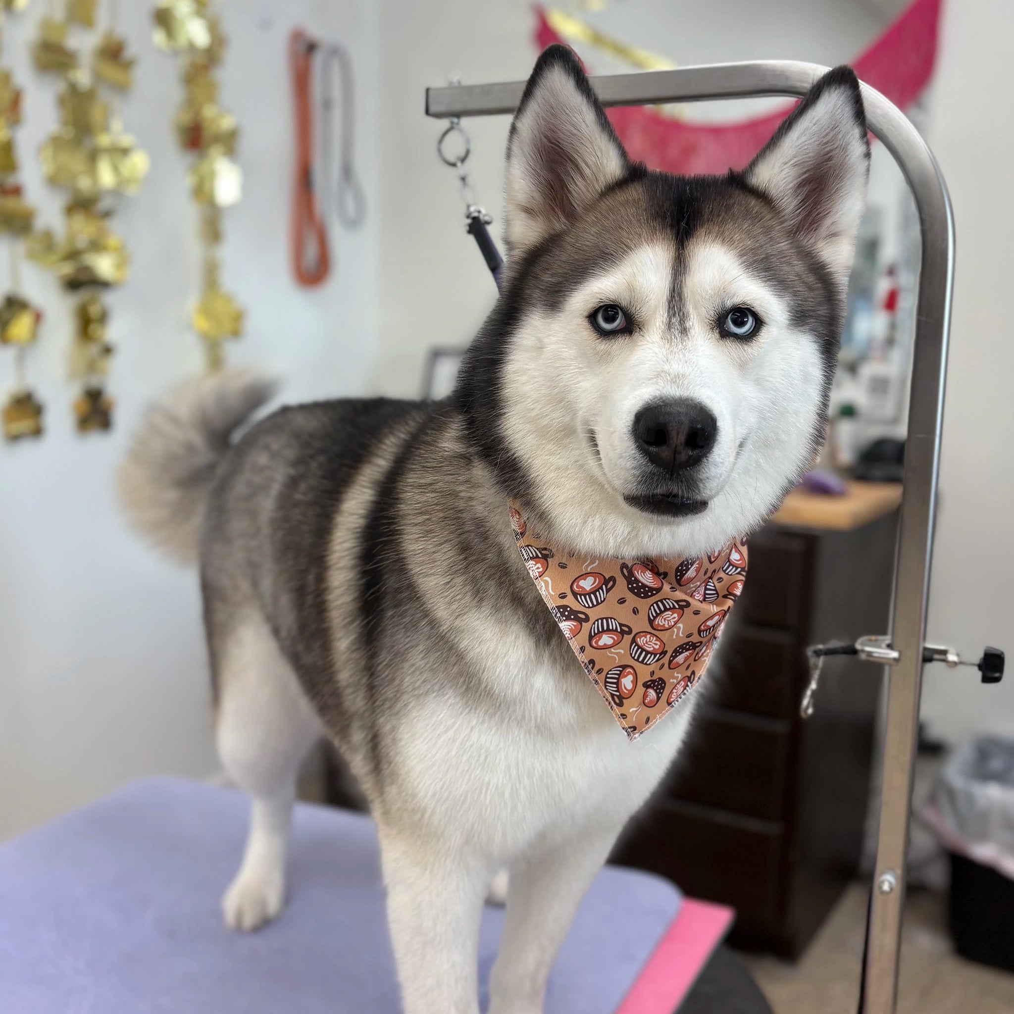 Dog wearing a patterned bandana in an indoor setting