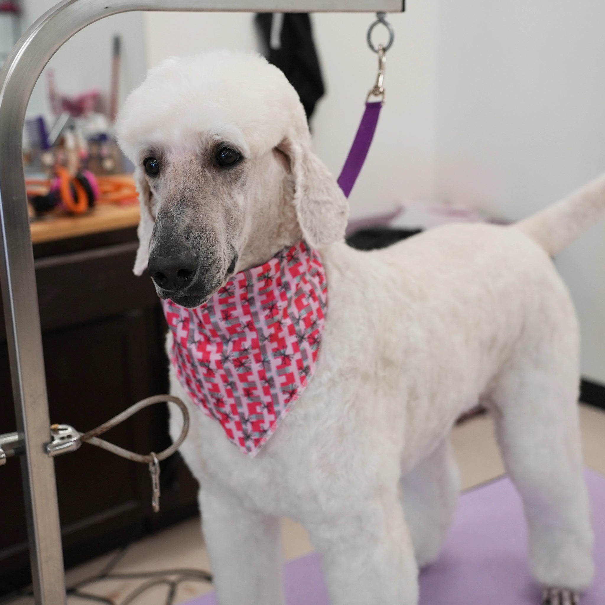Dog wearing a red and white checkered bandana in a grooming salon.