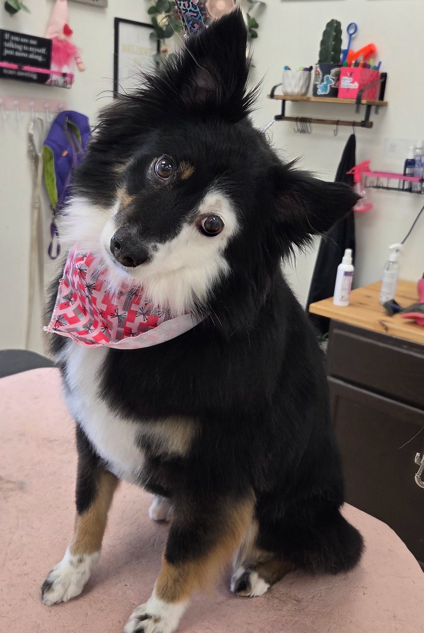 Dog wearing a pink bandana sitting on a grooming table in a salon.