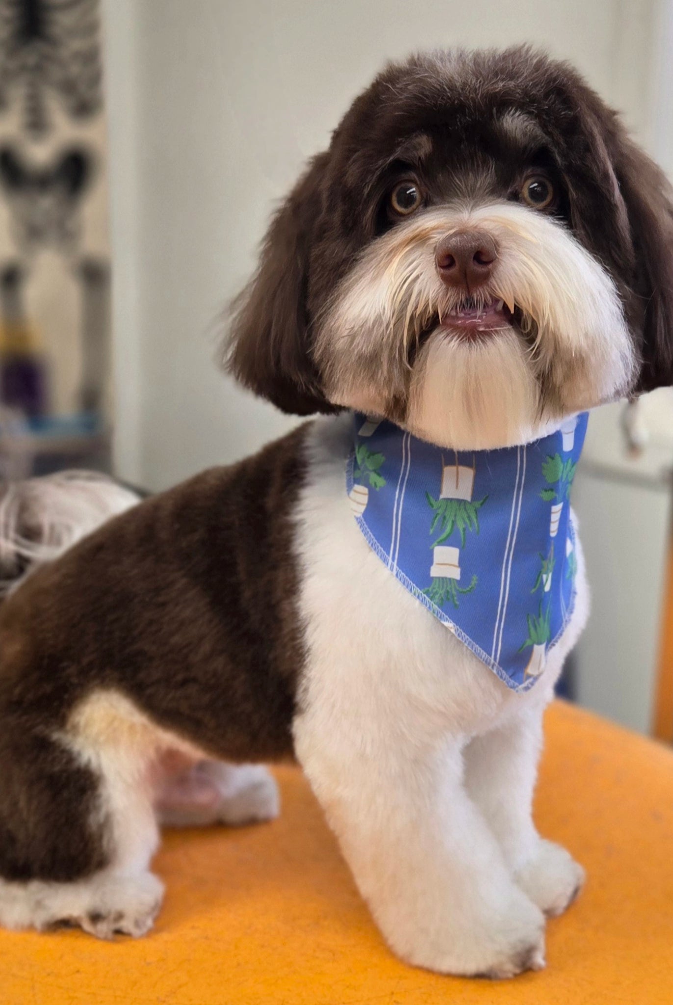 Small dog with a blue bandana sitting on an orange surface in a grooming salon.