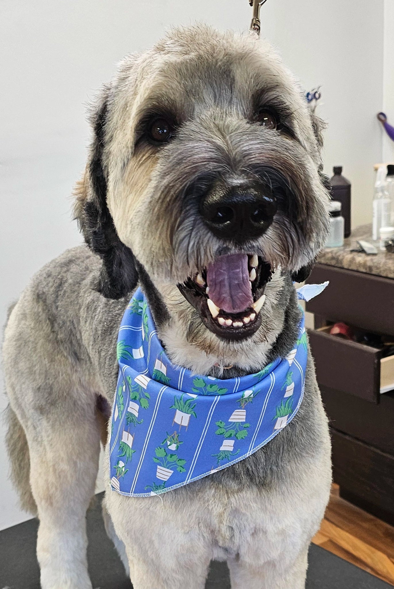 Dog wearing a blue bandana with a pattern in a grooming salon.