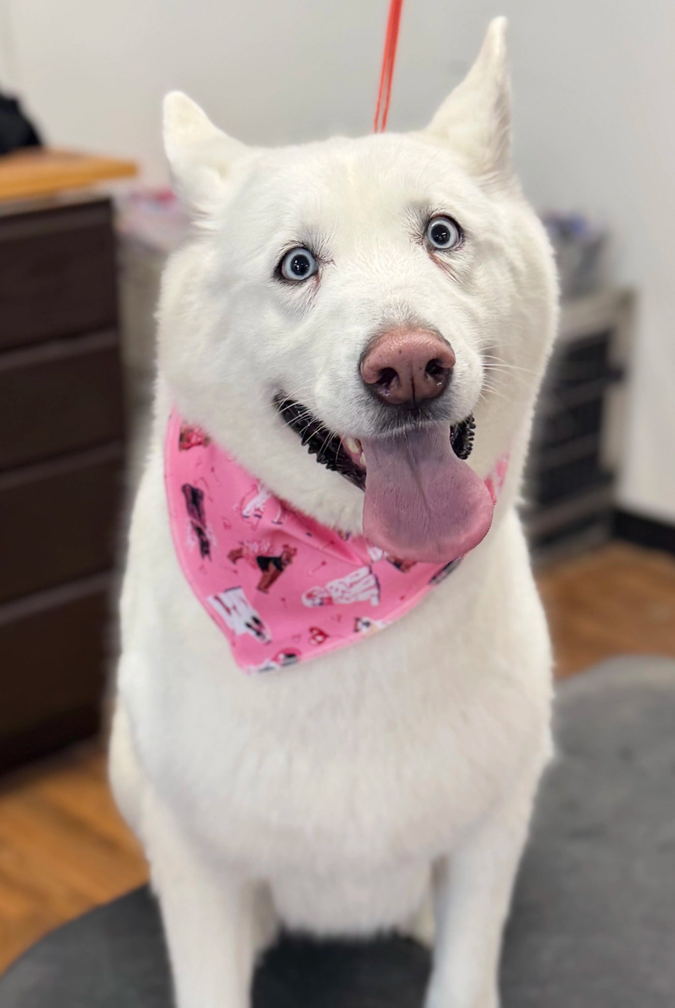 White dog in pink bandana