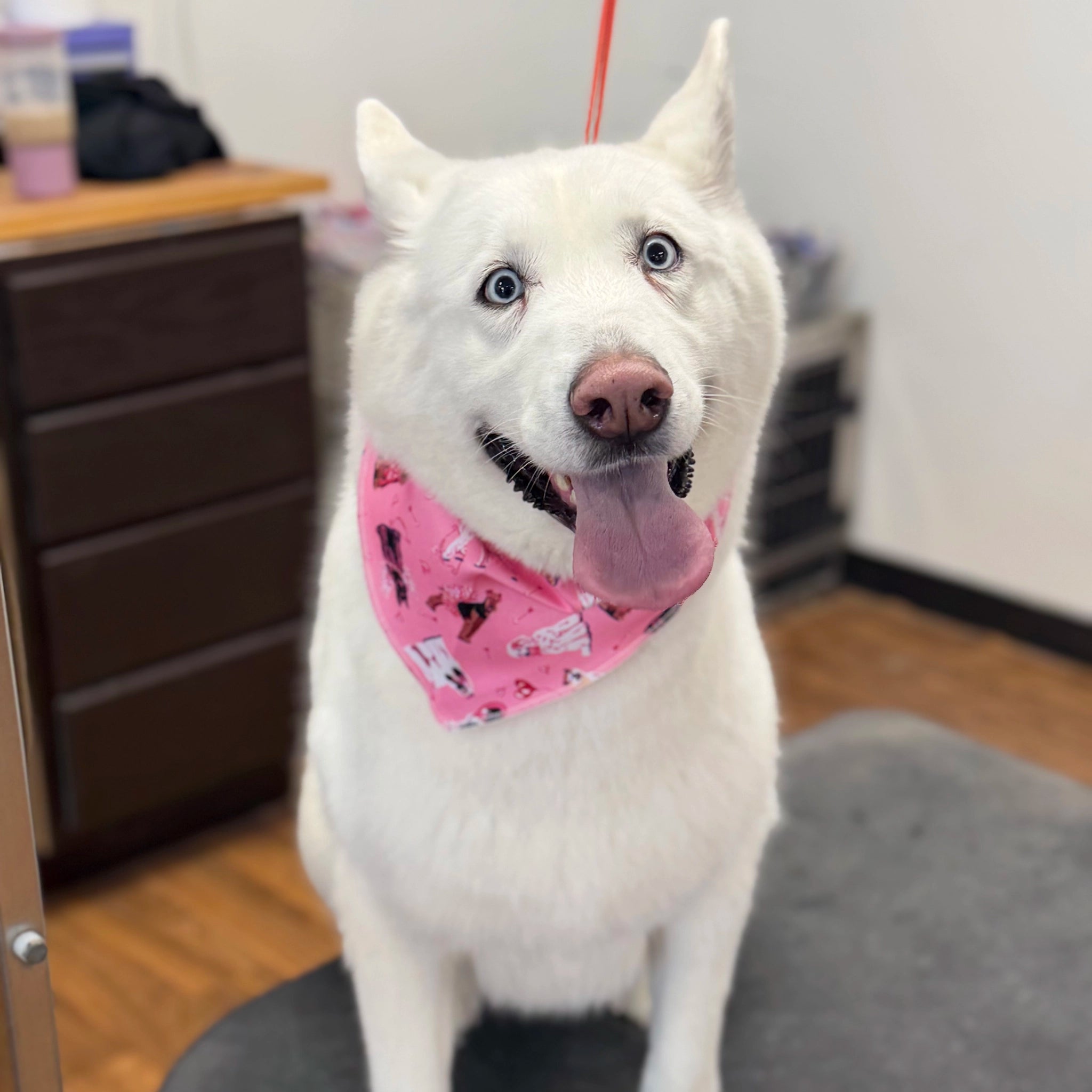 White dog in pink bandana