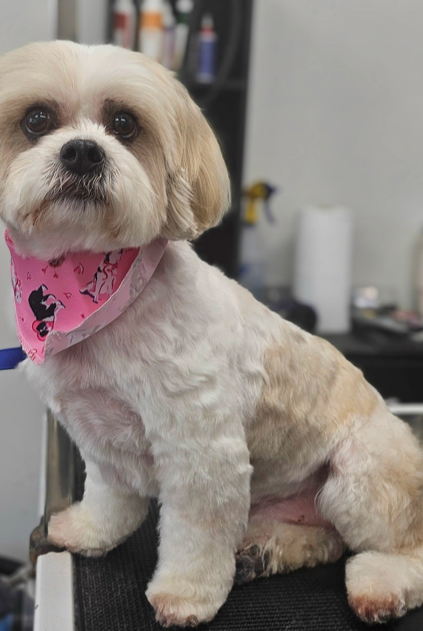 Small dog with a pink bandana sitting on a grooming table.