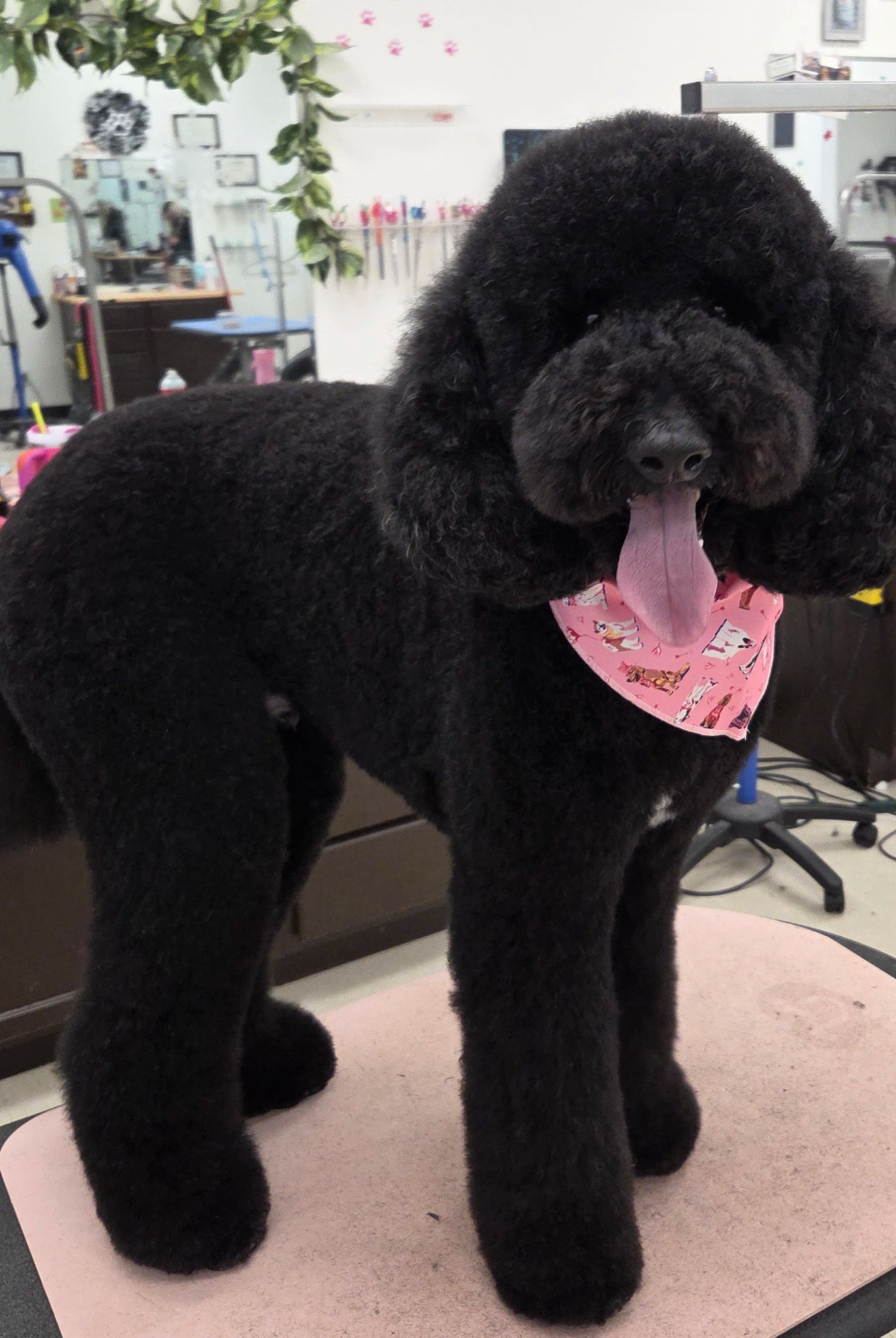 Black dog with a pink bandana standing on a grooming table in a salon.