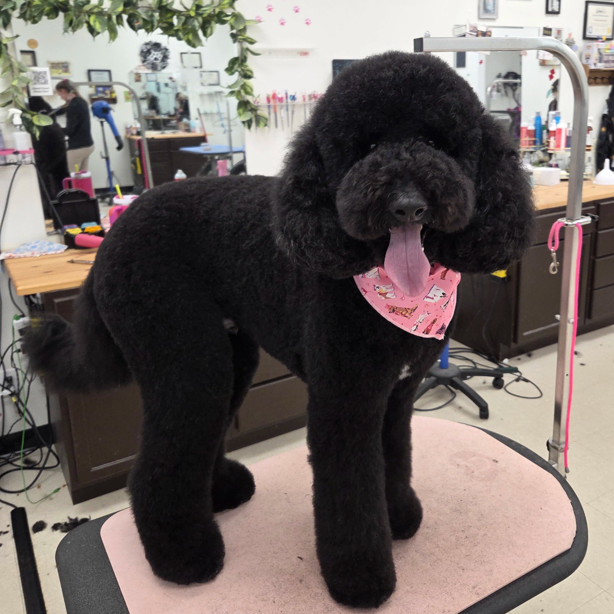 Black dog with a pink bandana standing on a grooming table in a salon.