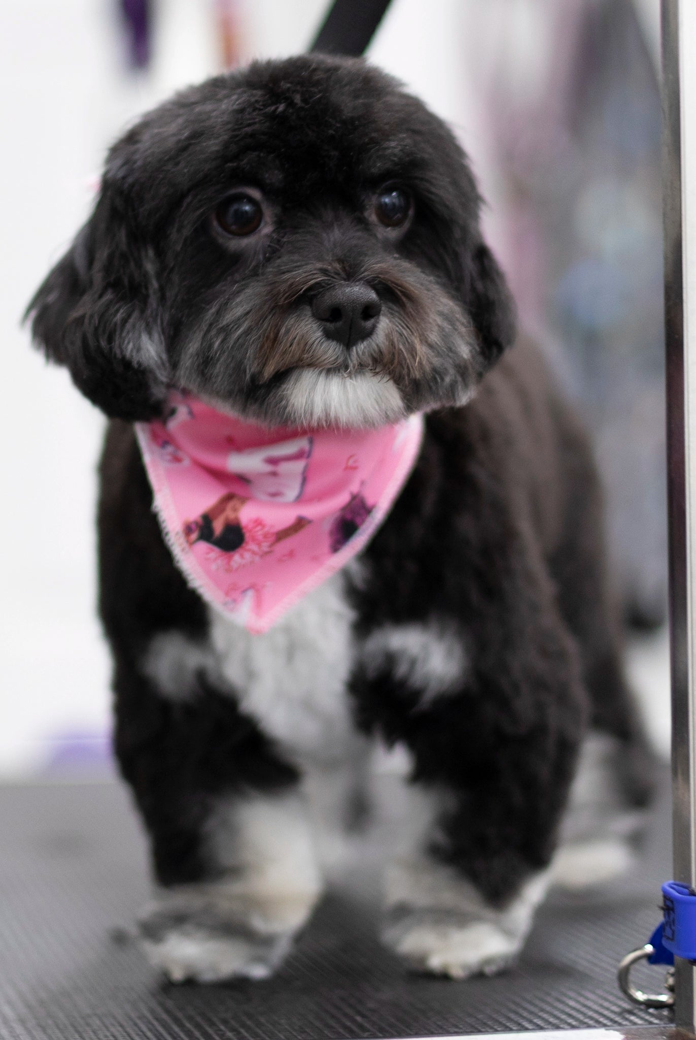 Small black and gray dog wearing a pink bandana standing on a grooming table.