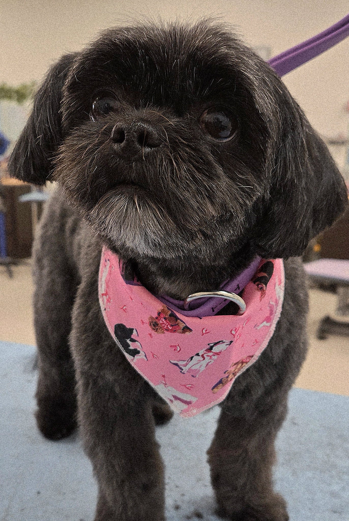 Small black dog wearing a pink bandana in an indoor setting
