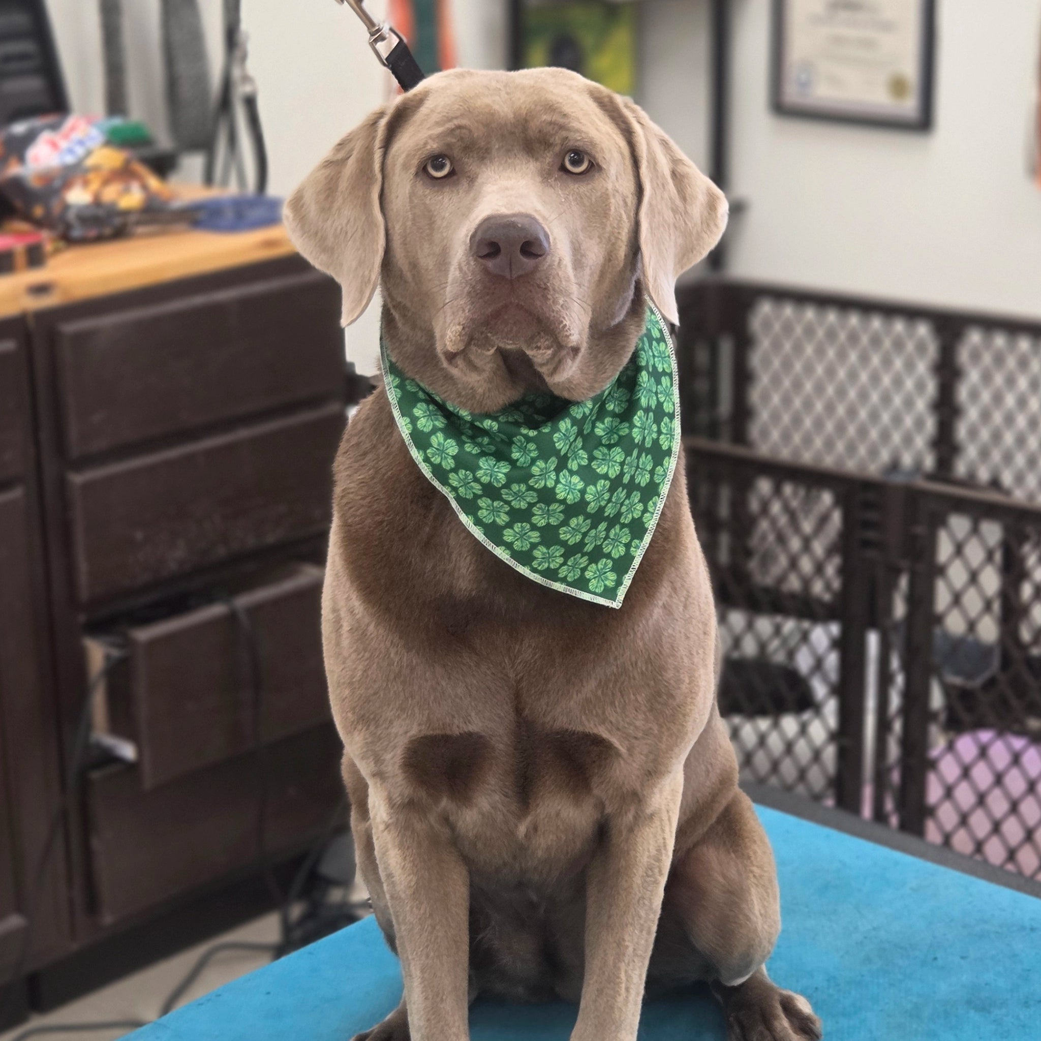Dog wearing a green bandana sitting on a table in an indoor setting