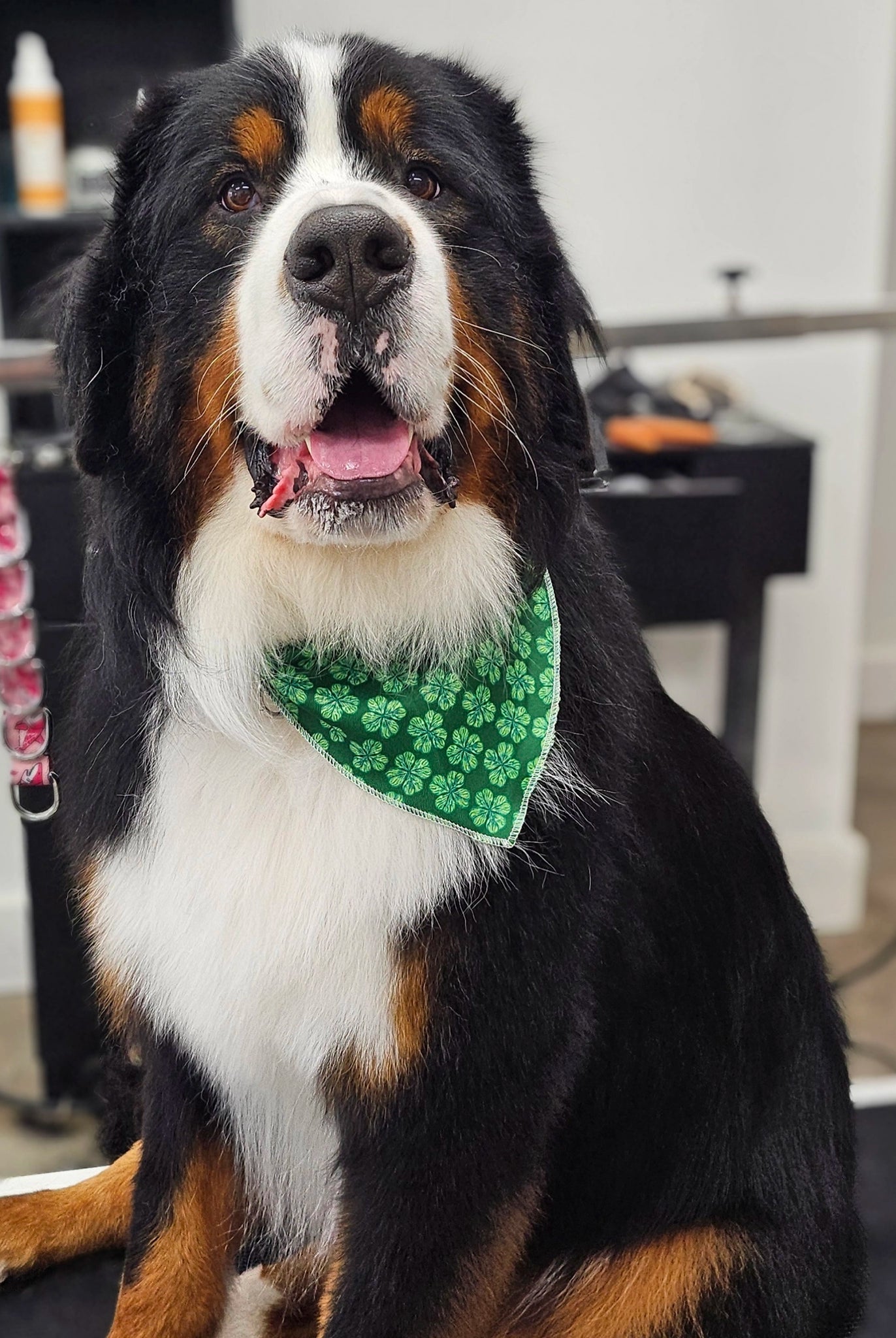 Bernese Mountain Dog wearing a green bandana in an indoor setting