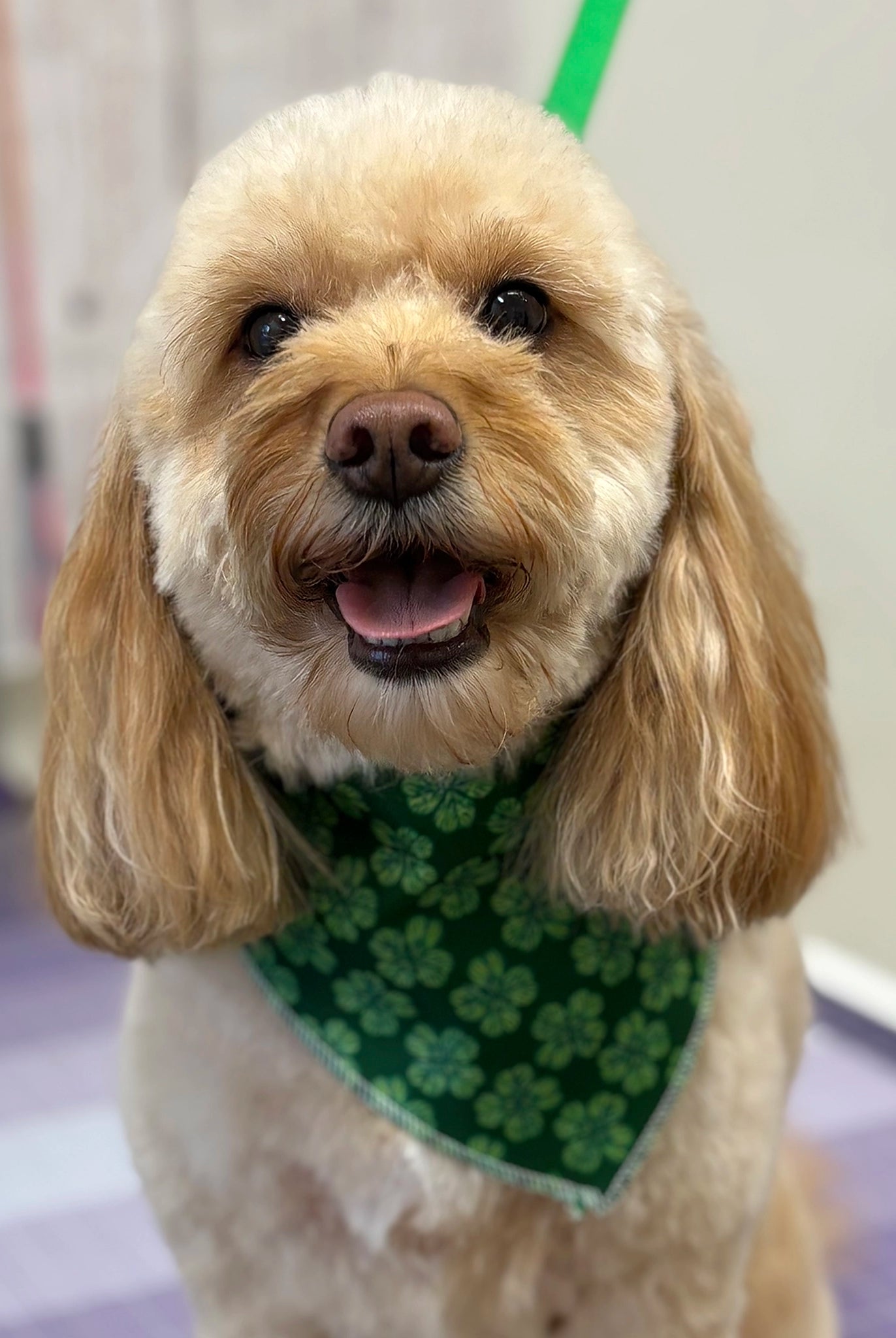 Dog wearing a green bandana with a shamrock pattern