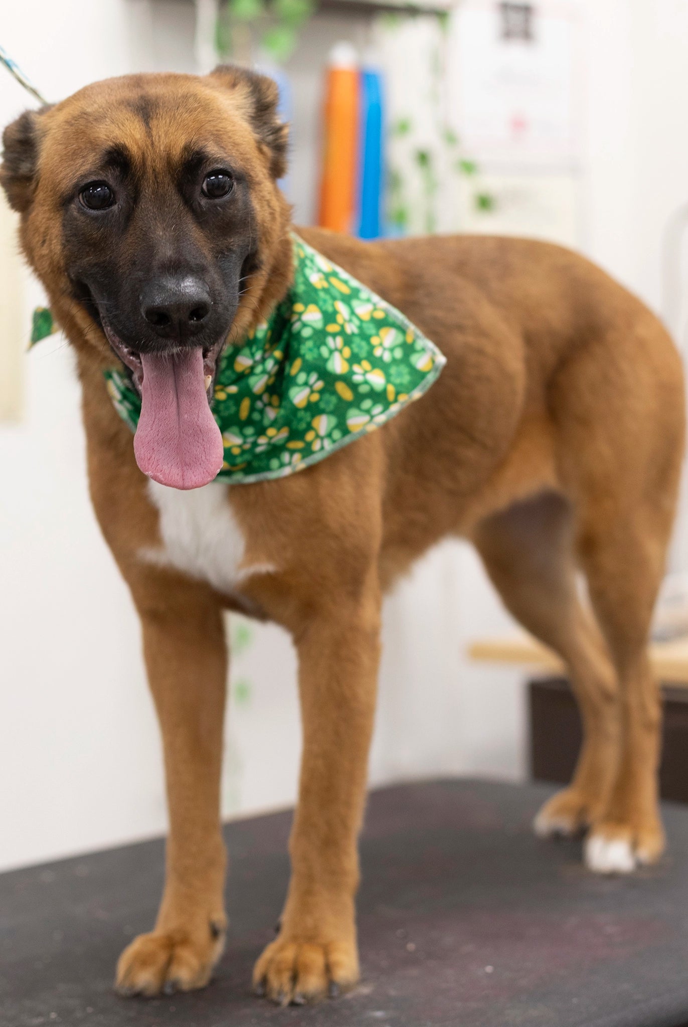 Dog wearing a green bandana with a lucky pattern on a grooming table.