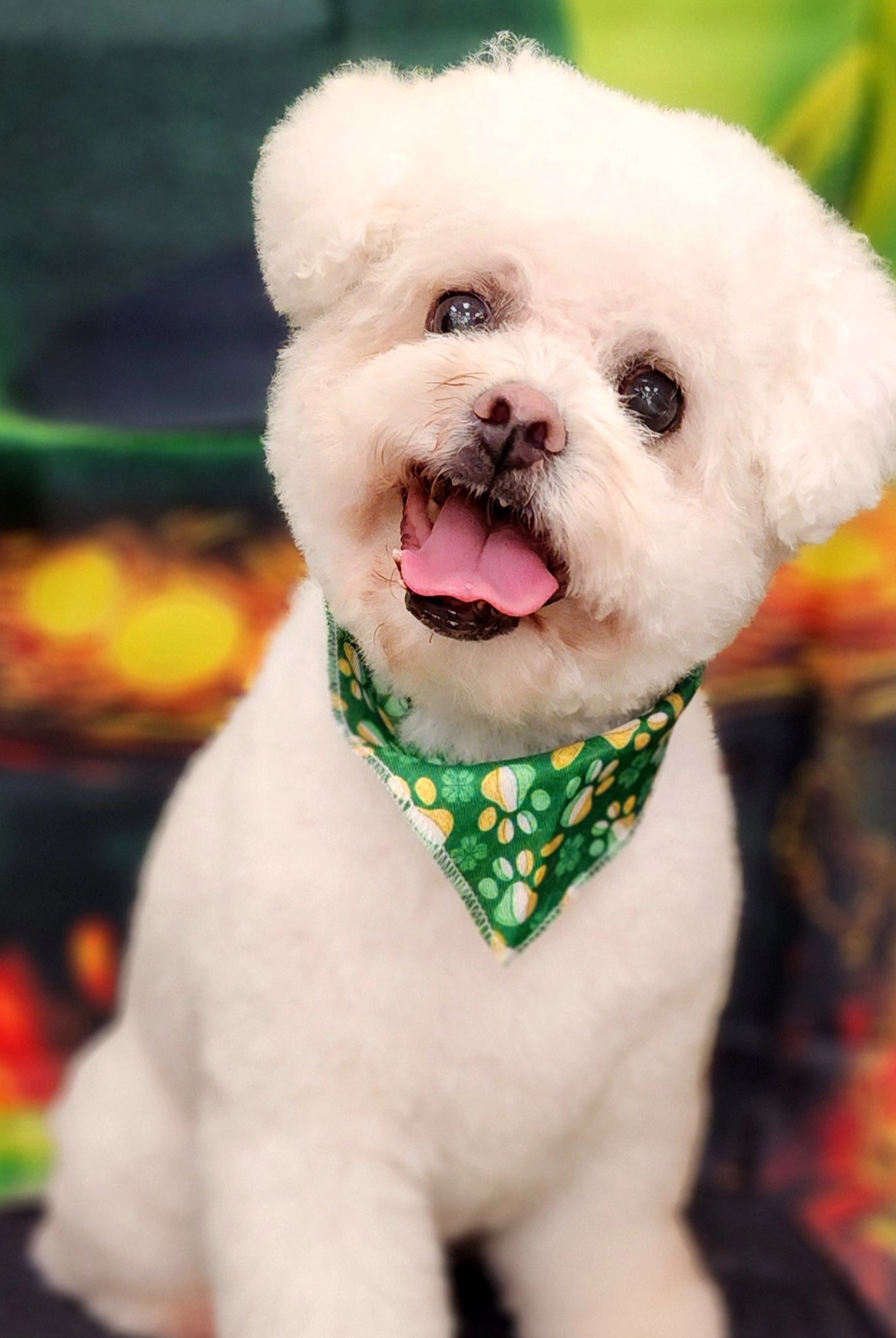 Dog wearing a Shamrock pattern bandana