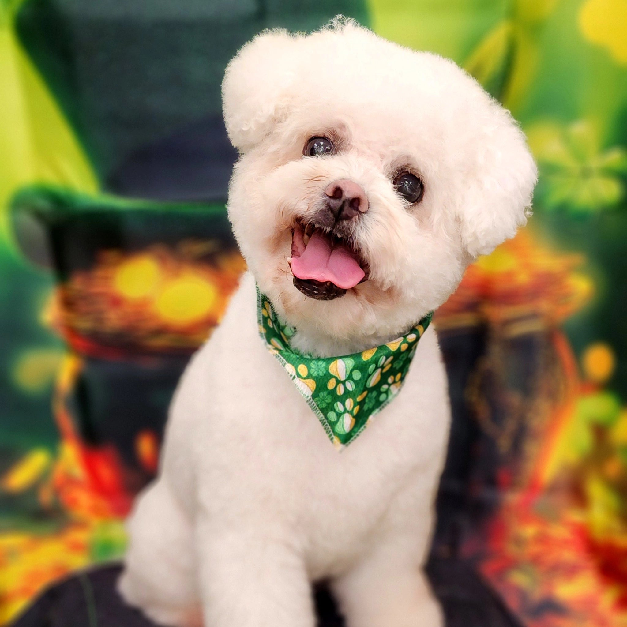 Dog wearing a Shamrock pattern bandana