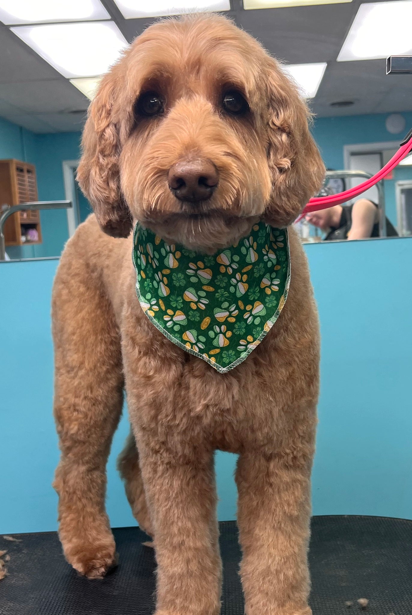 Dog wearing a green bandana in a grooming salon