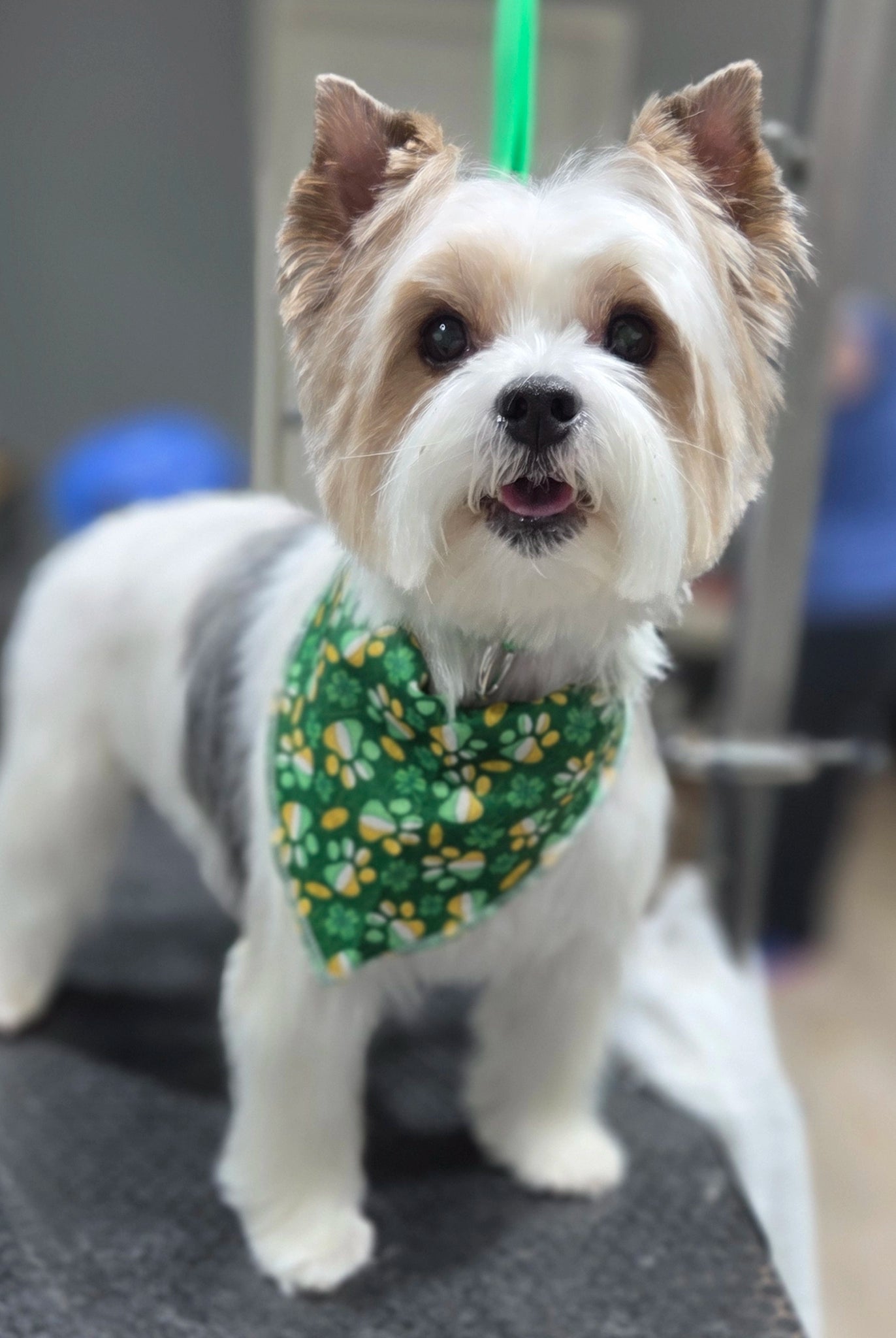 Small dog wearing a green bandana in an indoor setting