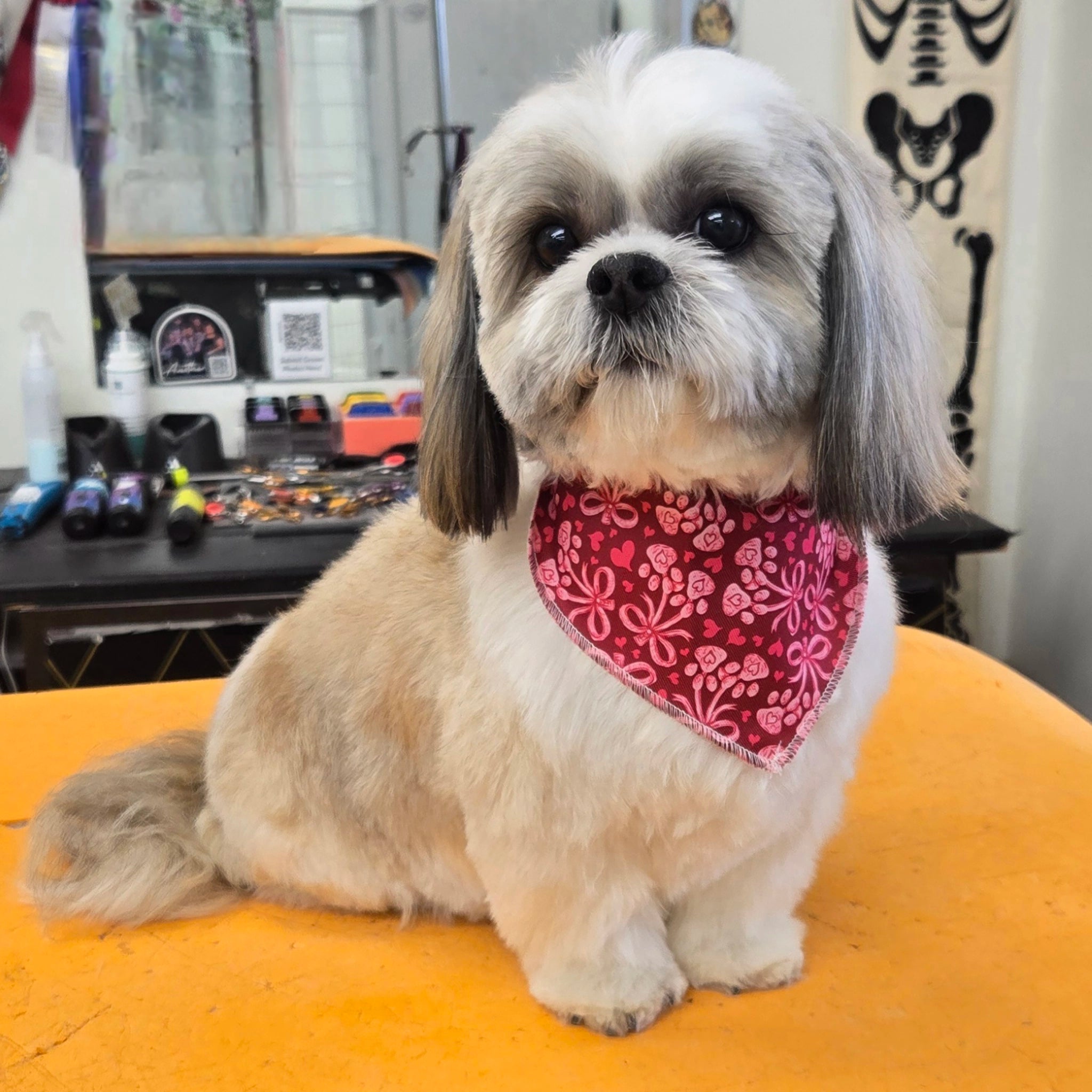 Small dog with a red bandana sitting on a yellow surface in a grooming salon.