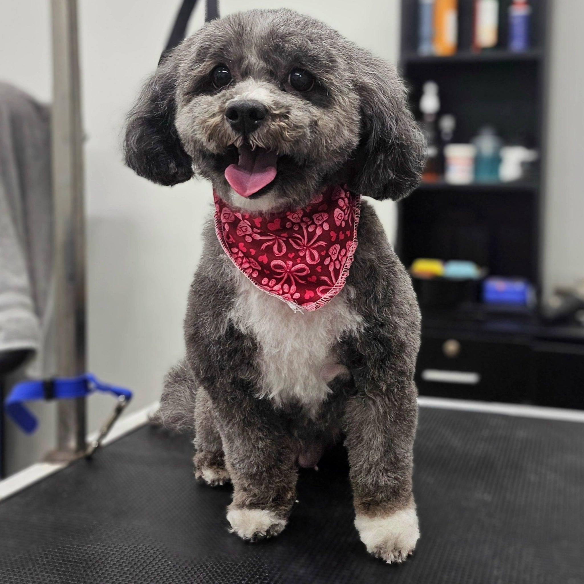 Groomed dog with a red bandana sitting on a grooming table.