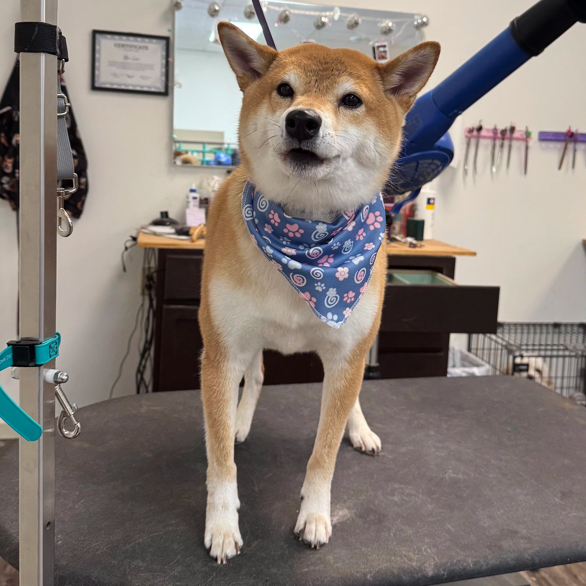Dog wearing a bandana on a grooming table in a pet care setting