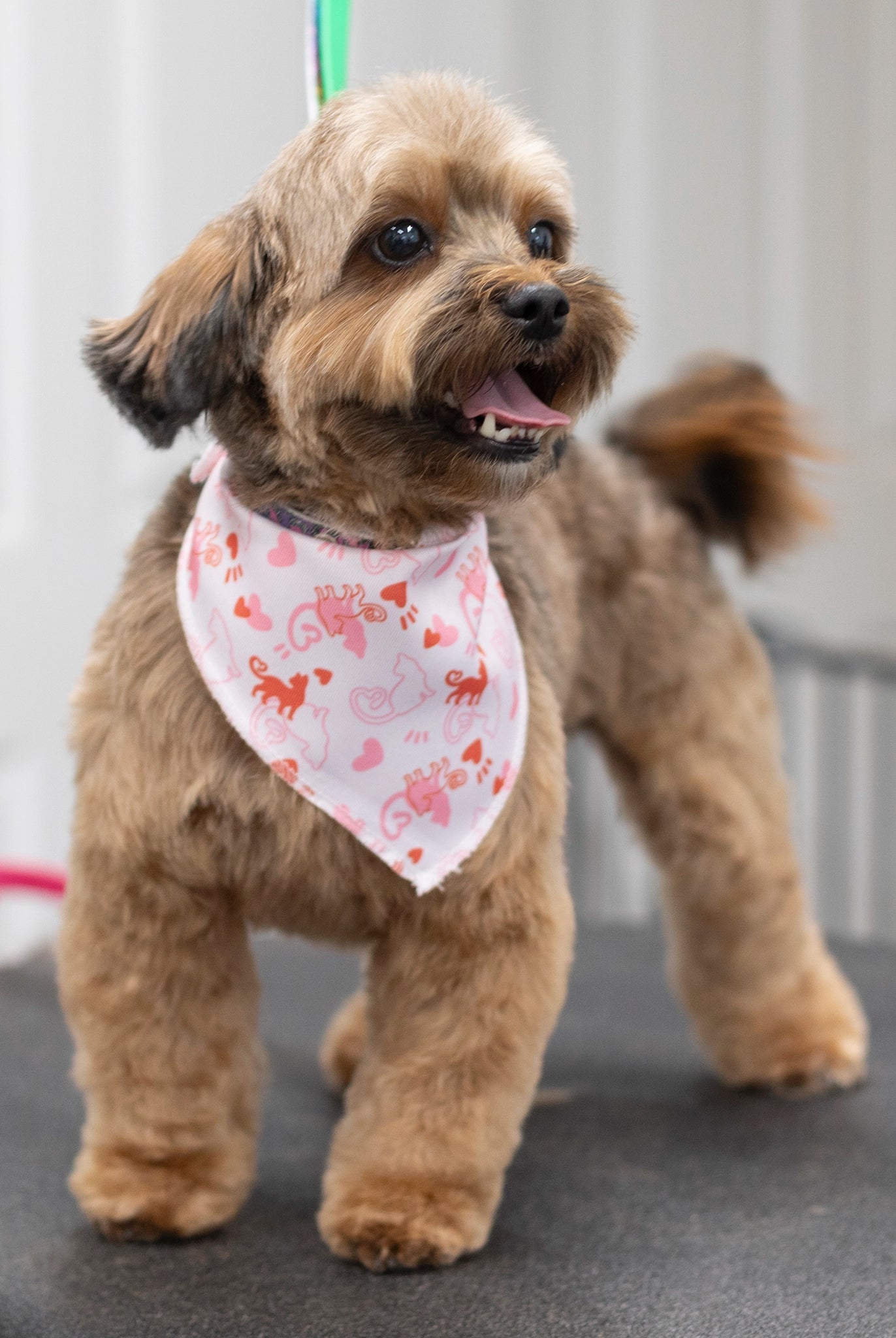 Small dog wearing a pink bandana with heart patterns on a grooming table.