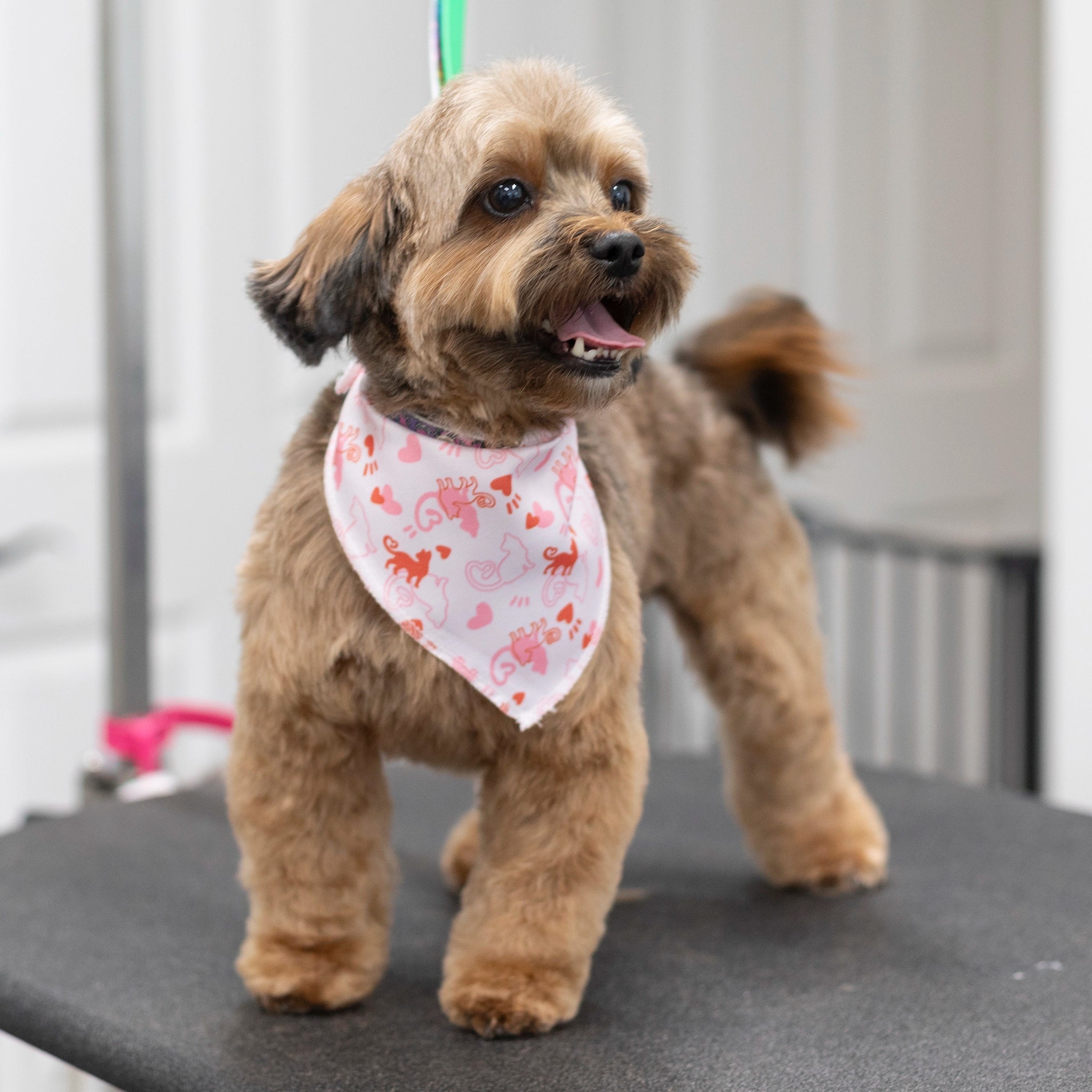 Small dog wearing a pink bandana with heart patterns on a grooming table.