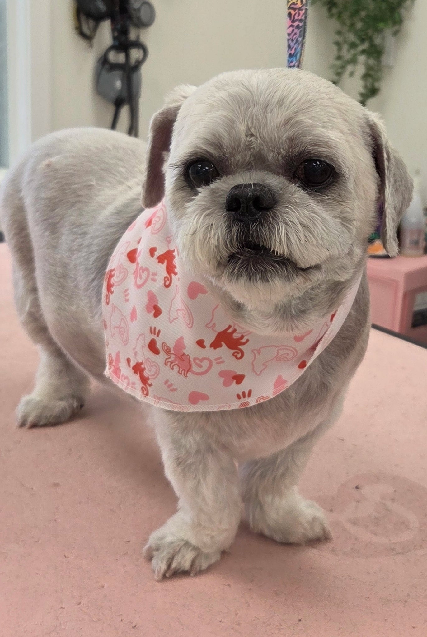 Small dog wearing a pink bandana with heart patterns on a grooming table.
