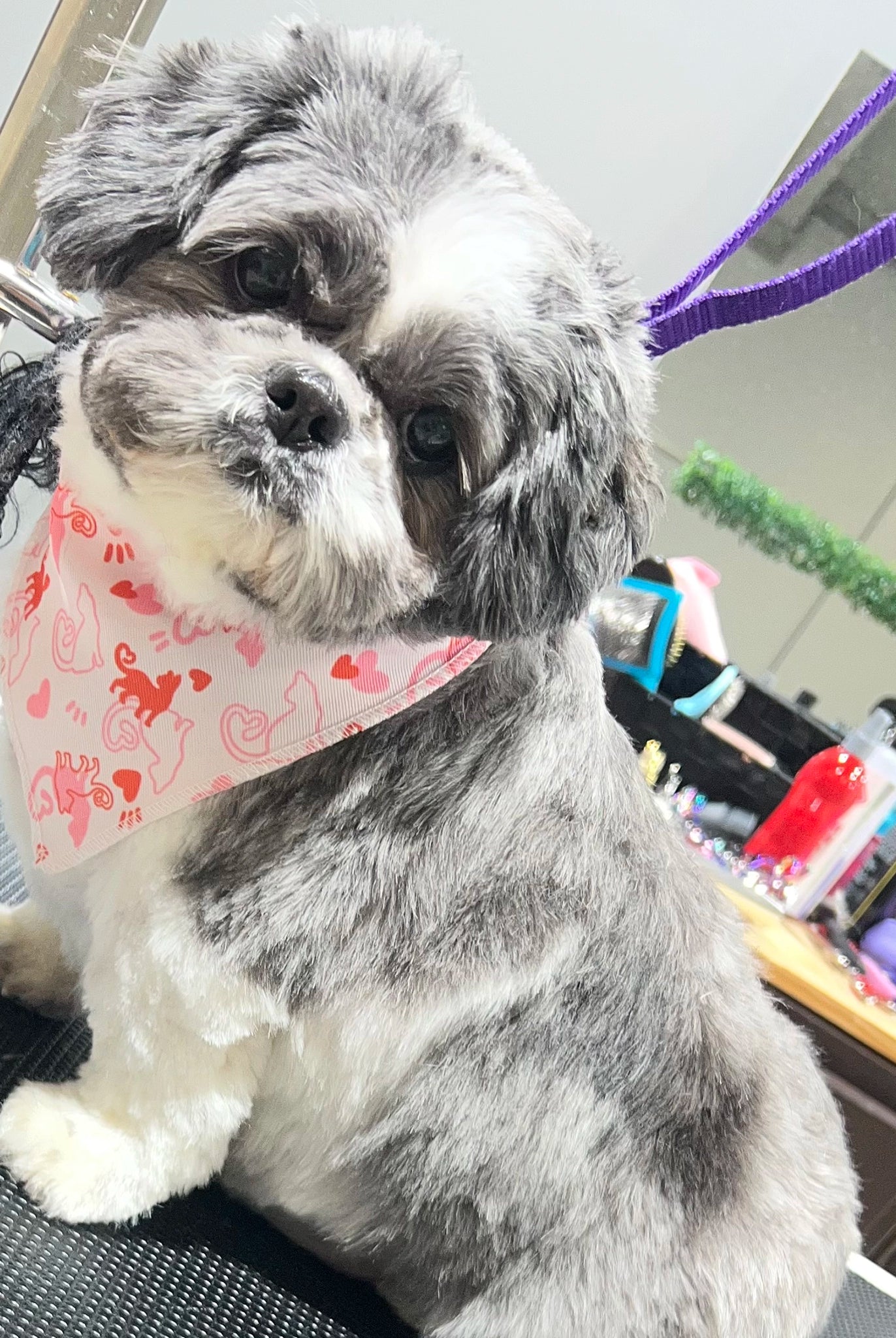 small dog wearing pink bandana