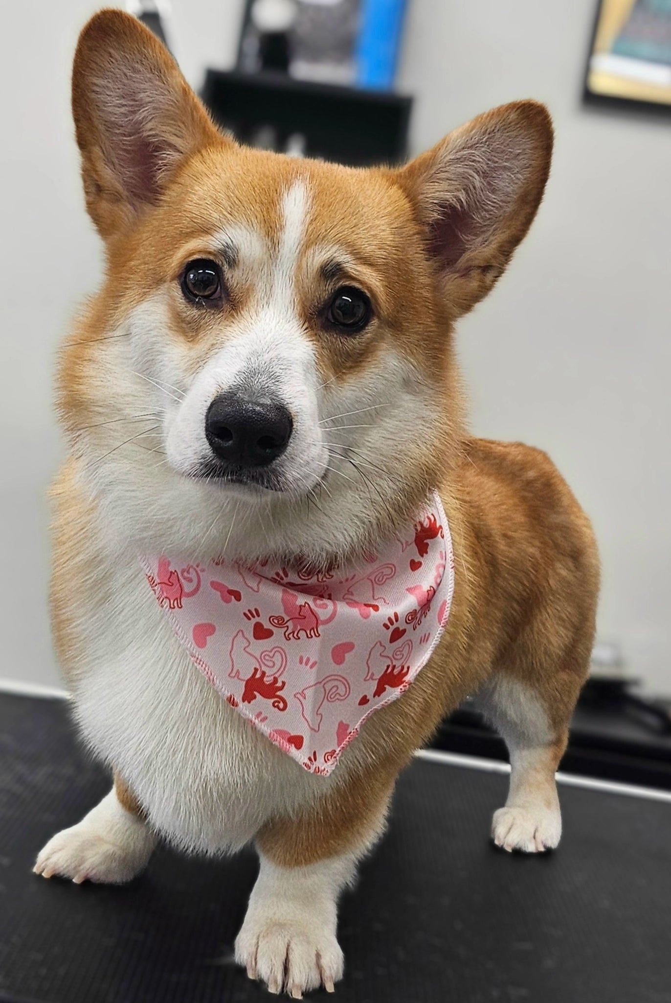 Corgi wearing a valentine bandana
