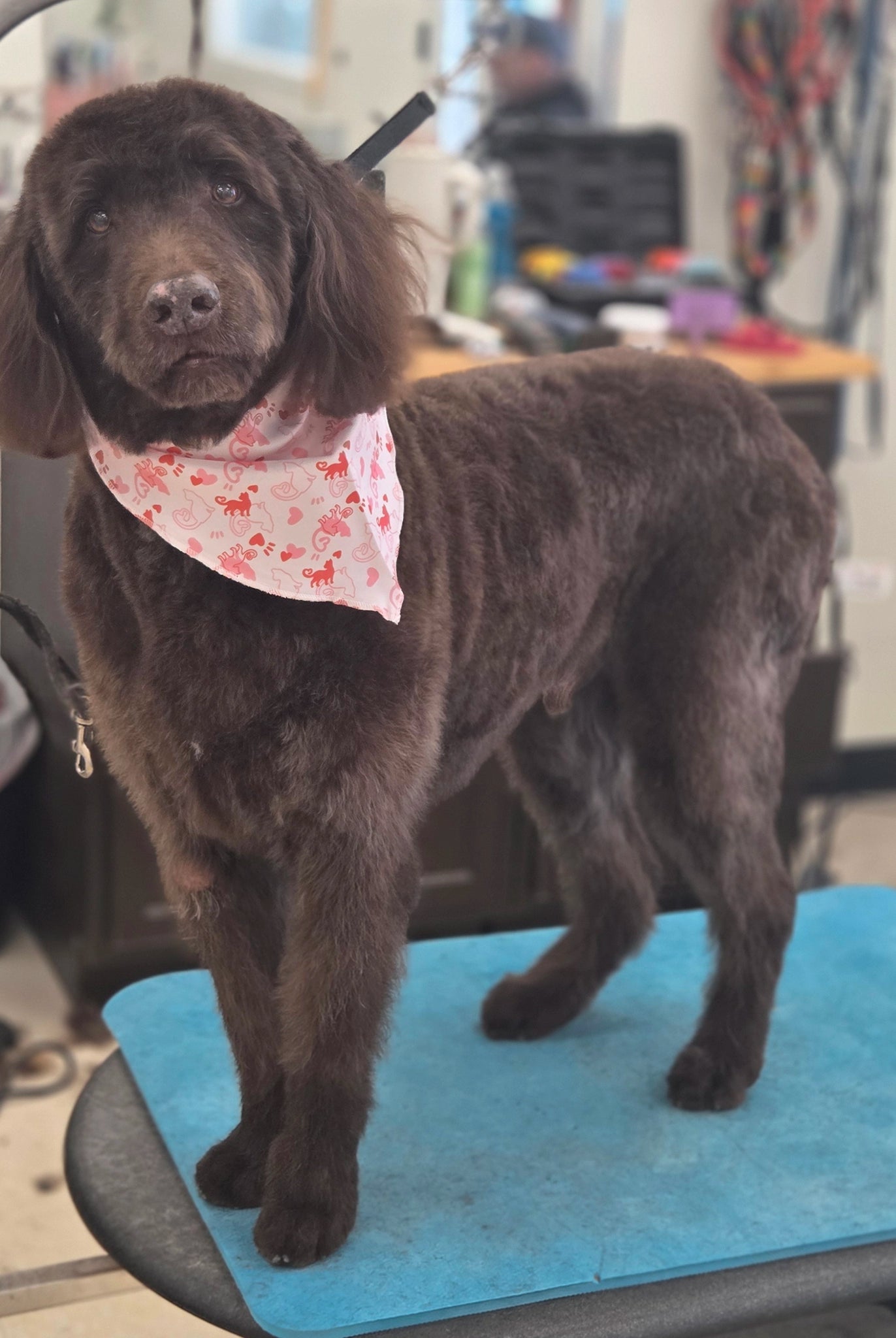 Dog standing on a grooming table with a bandana in a grooming salon.