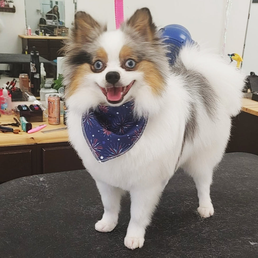 groomed dog with bandana