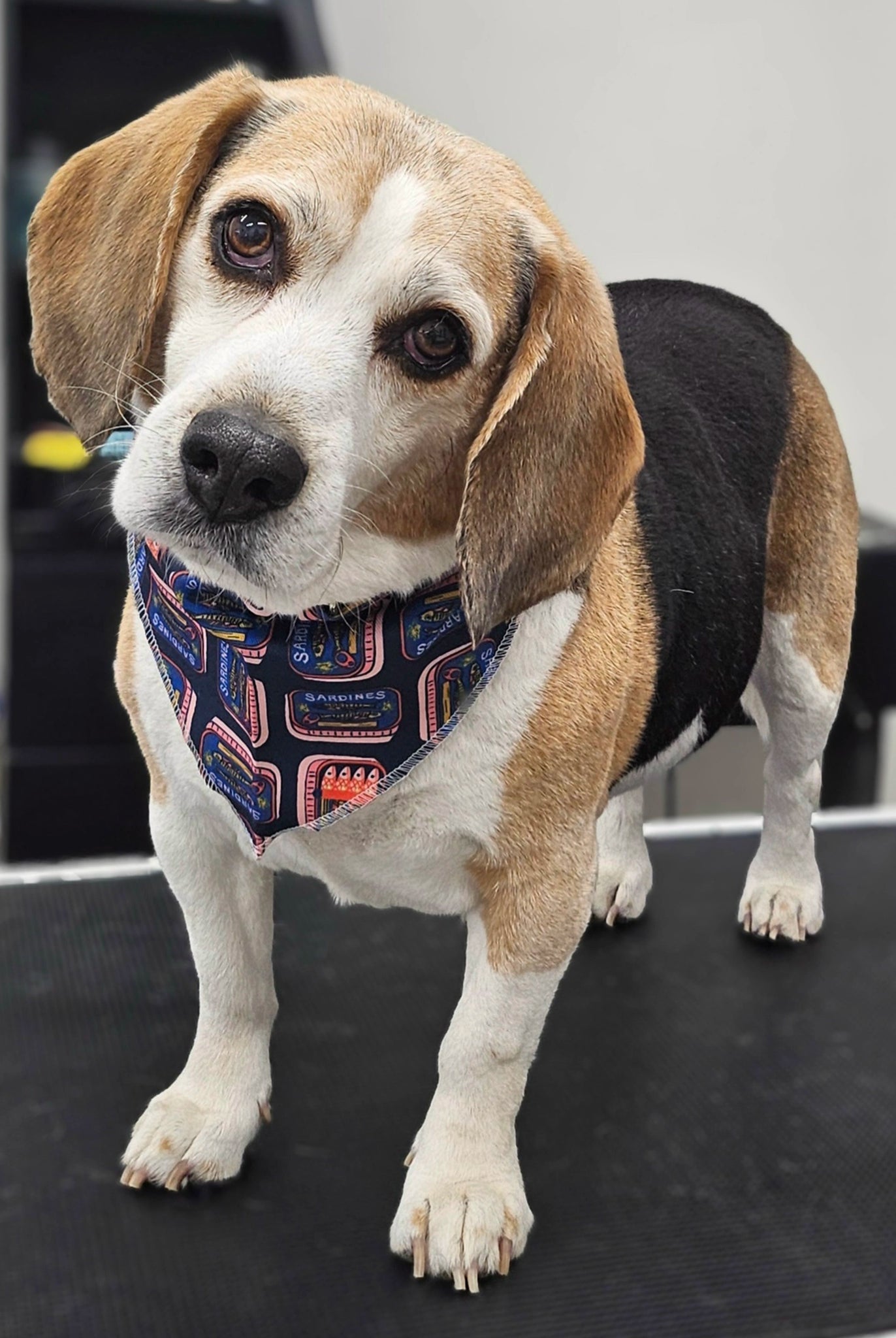 Beagle dog wearing a patterned bandana on a grooming table