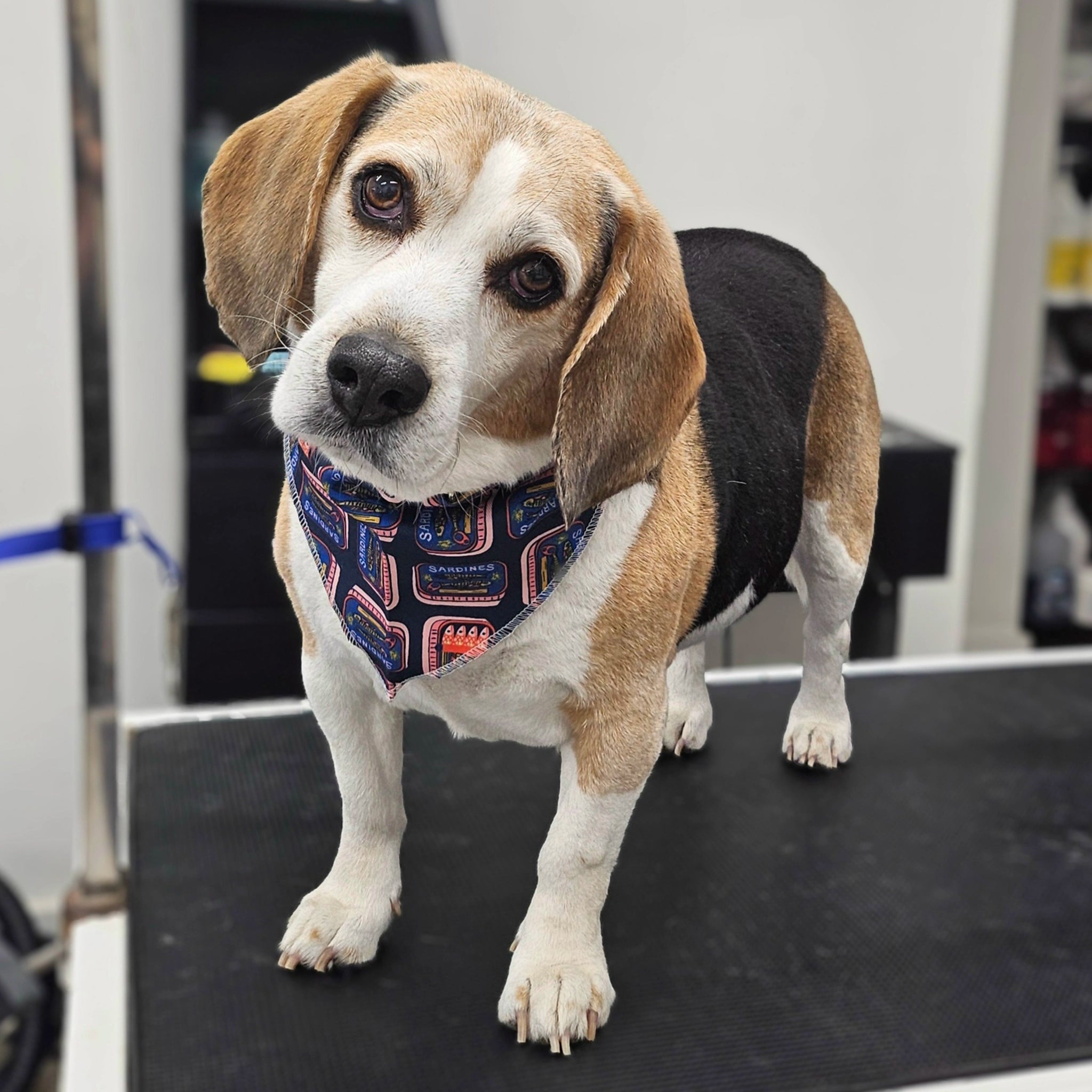 Beagle dog wearing a patterned bandana on a grooming table