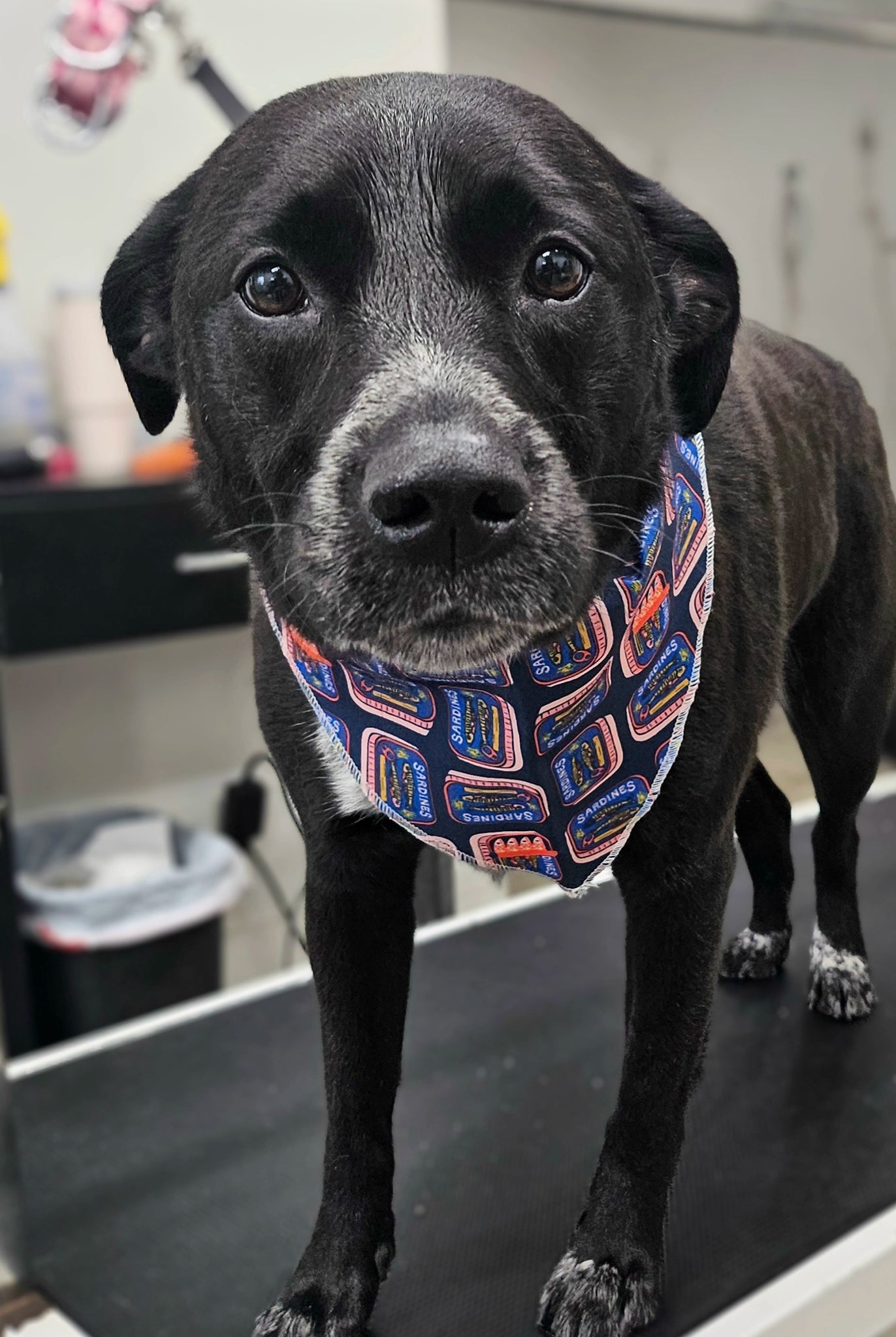 Black dog wearing a colorful bandana on a grooming table