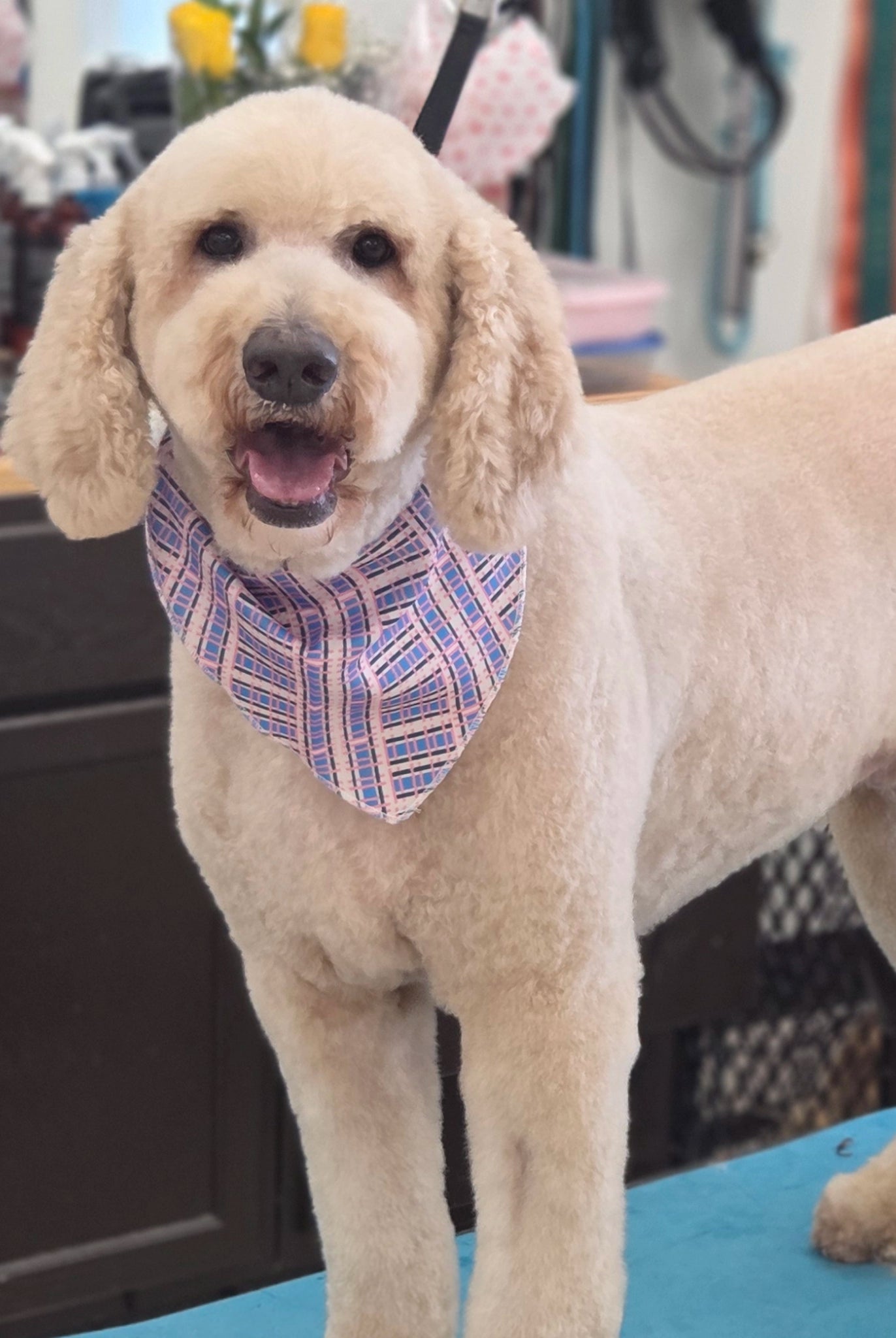 Dog with a bandana on a grooming table in a salon setting