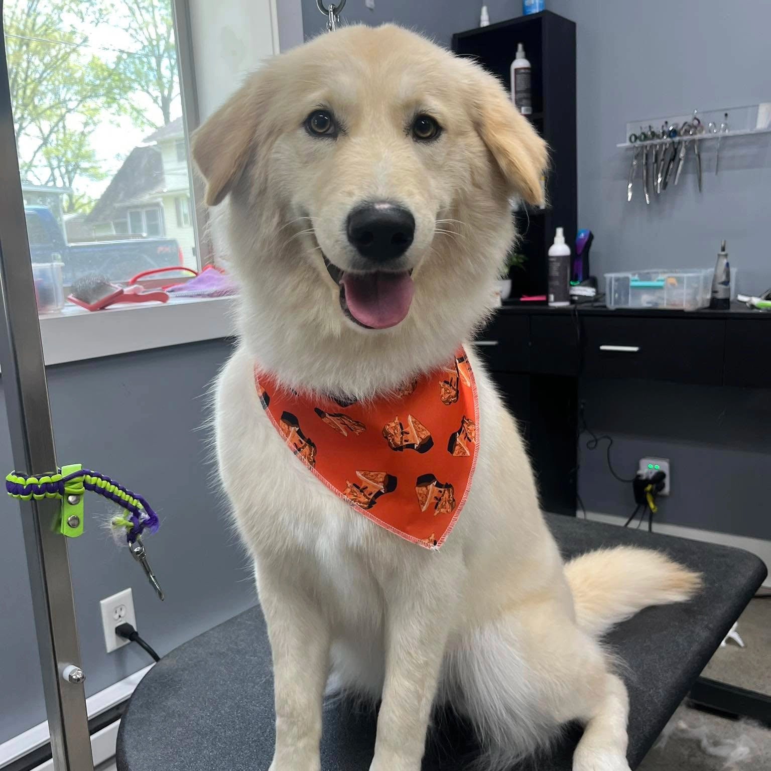 Dog wearing an orange bandana sitting on a grooming table in a pet care setting.