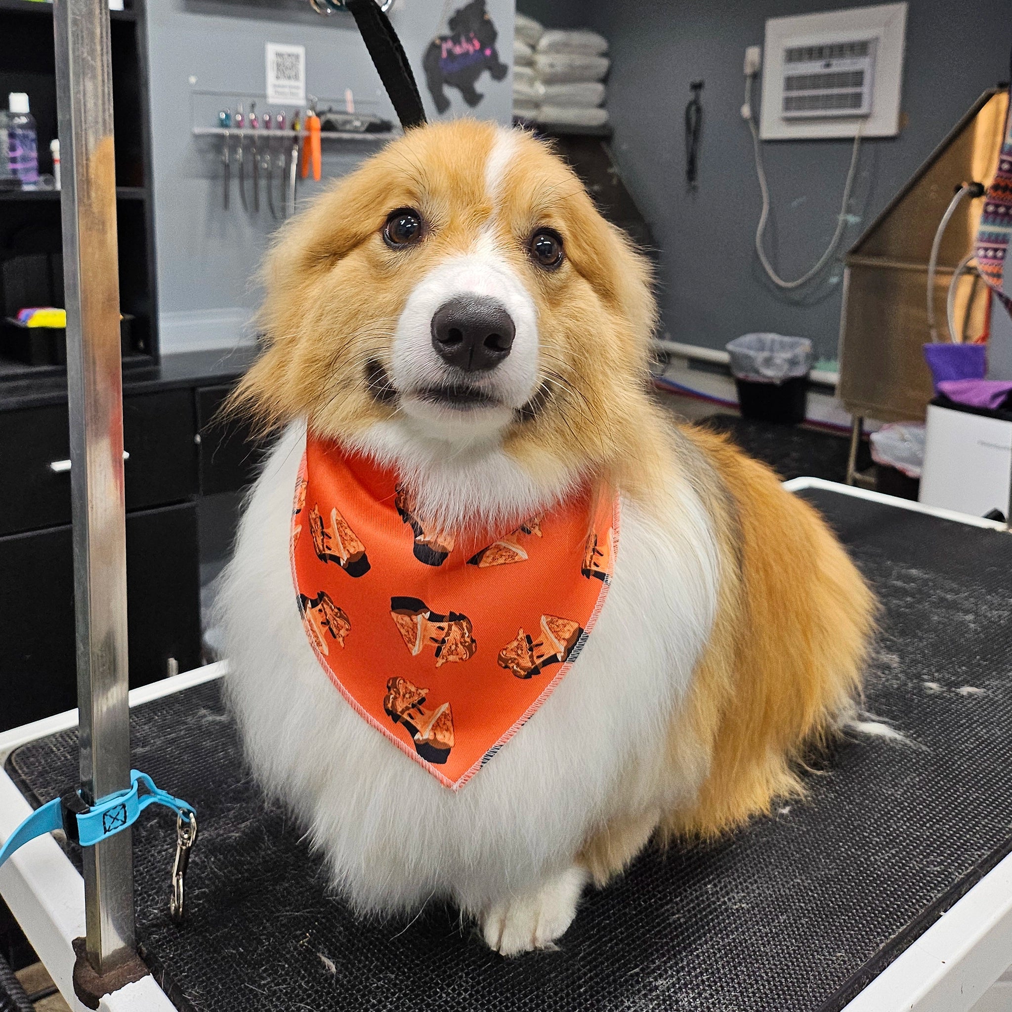 Dog wearing an orange bandana on a grooming table