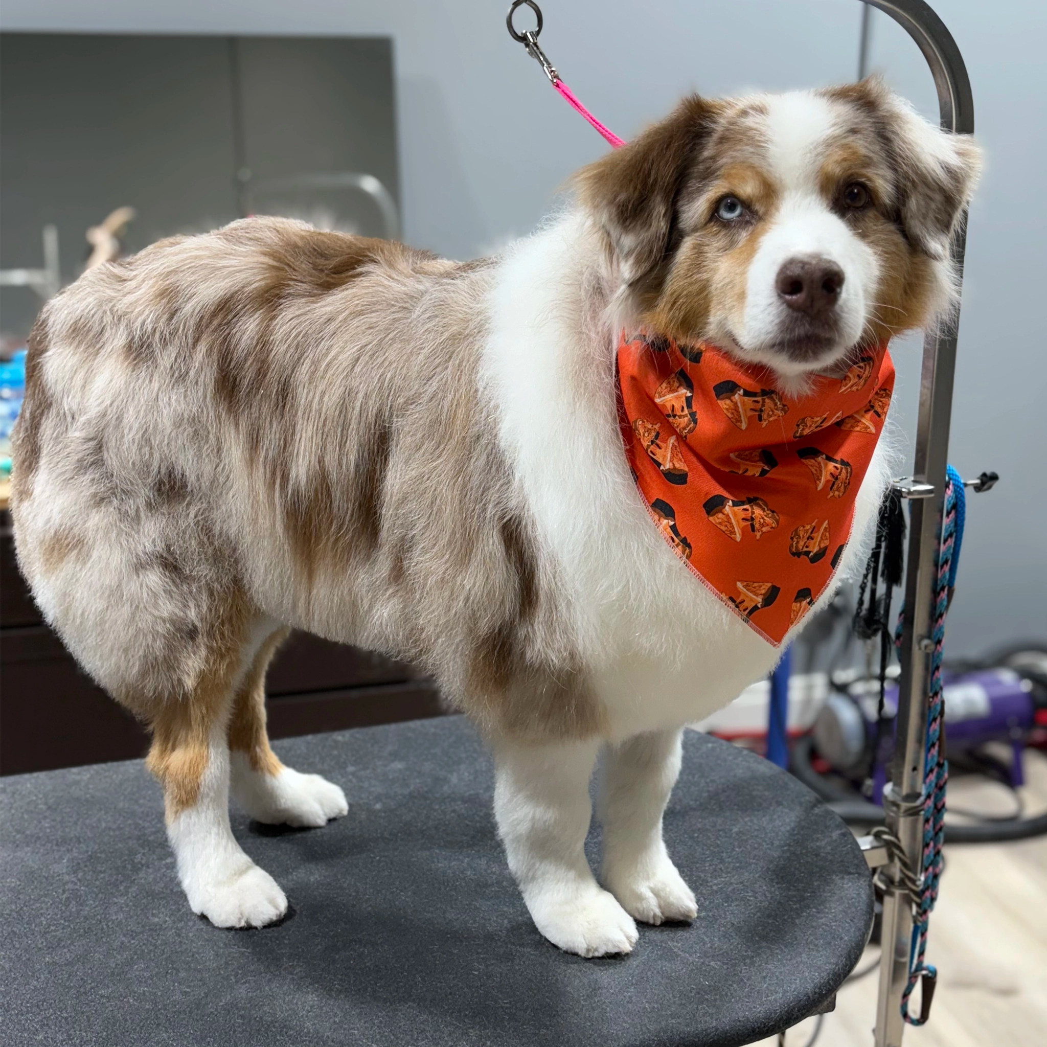 Dog wearing an orange bandana on a grooming table.