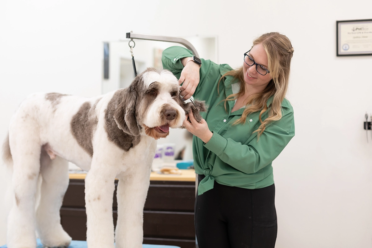 Inside Designer Dog Shop NEW Designer Dog Rain All In One – Isle