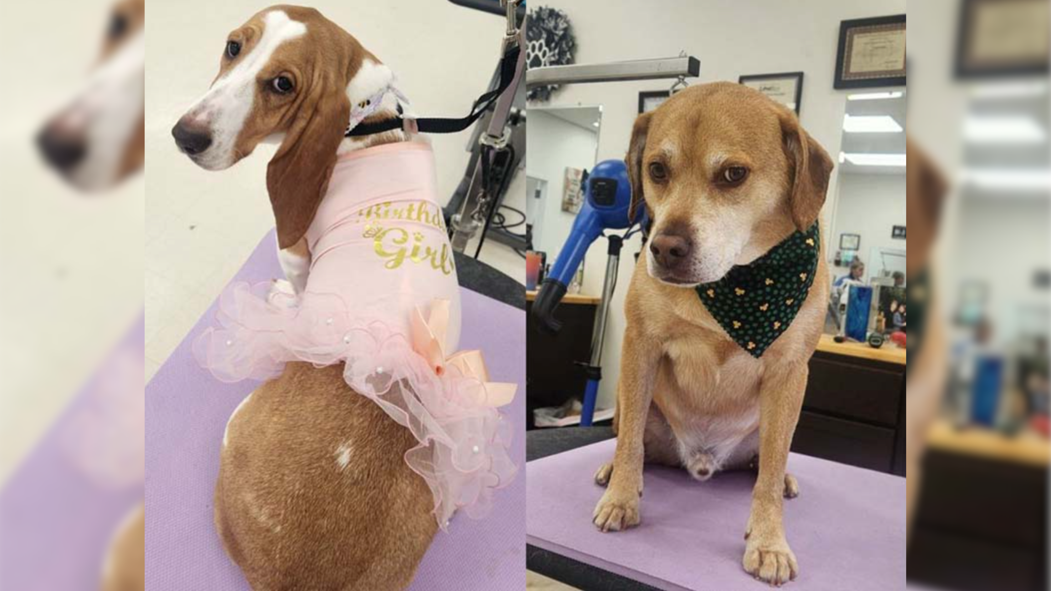 Pet Photos in the Grooming Salon