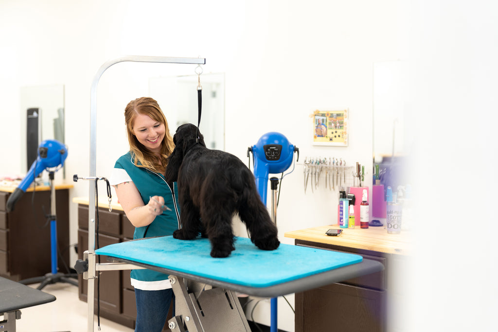 New Year, New Goals: Tips to Avoid Pet Grooming Burnout