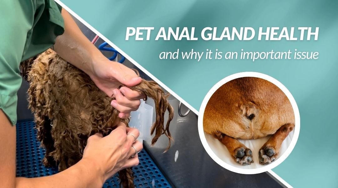 Anal Glands: Groomer or Vet