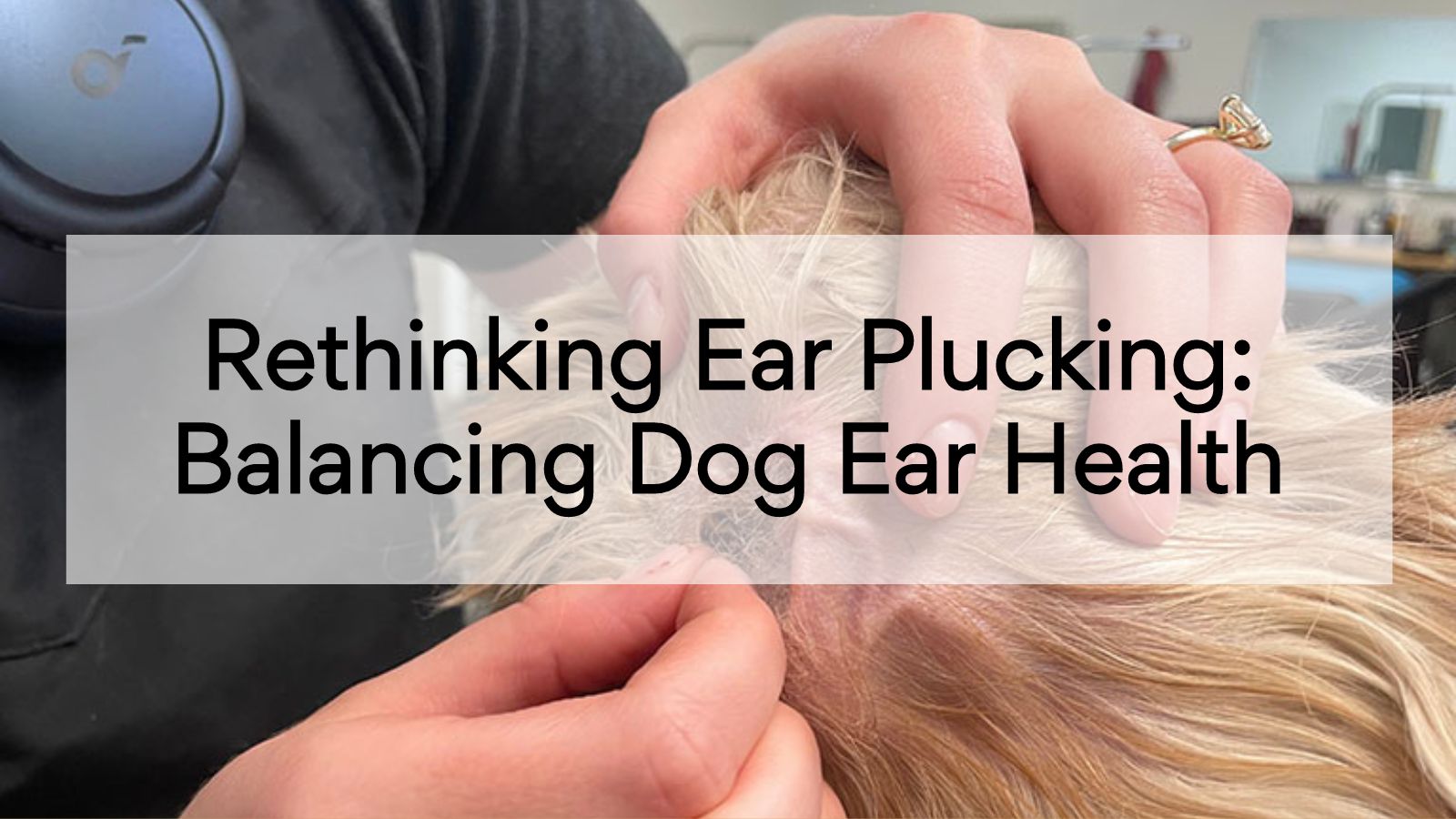 Rethinking Ear Plucking: Balancing Dog Ear Health
