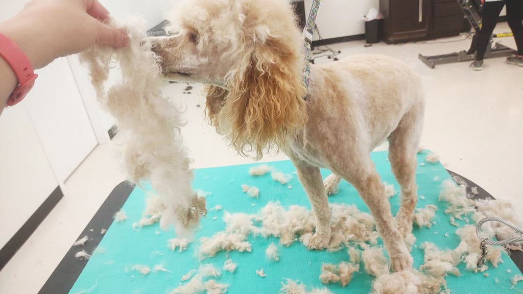 Mastering Dematting: Essential Tips, Pricing Strategies and Skin Care for Pet Stylists