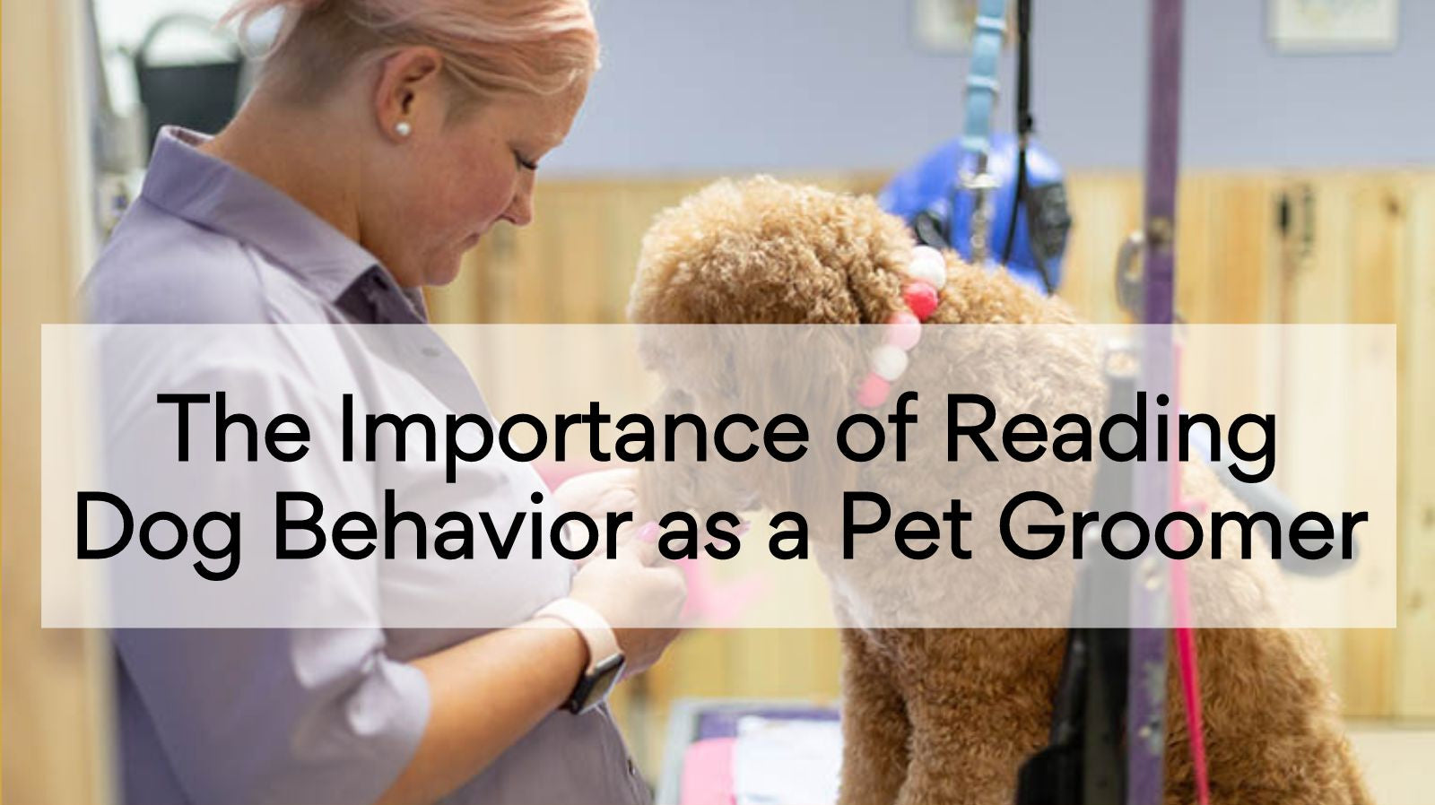 The Importance of Reading Dog Behavior as a Pet Groomer