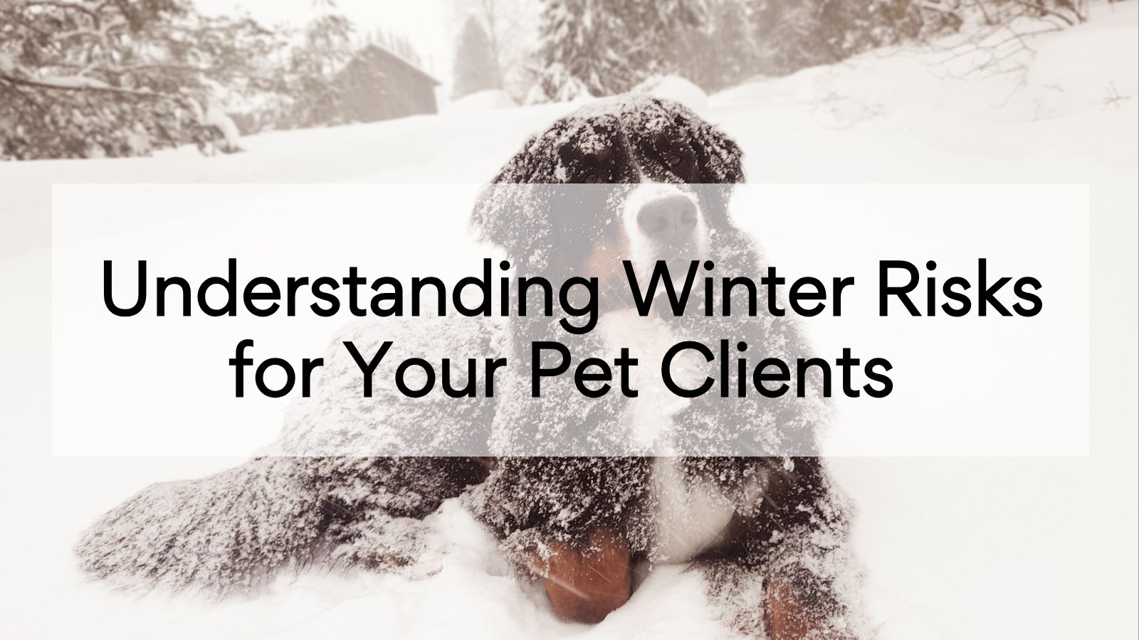 Understanding Winter Risks for Your Pet Clients