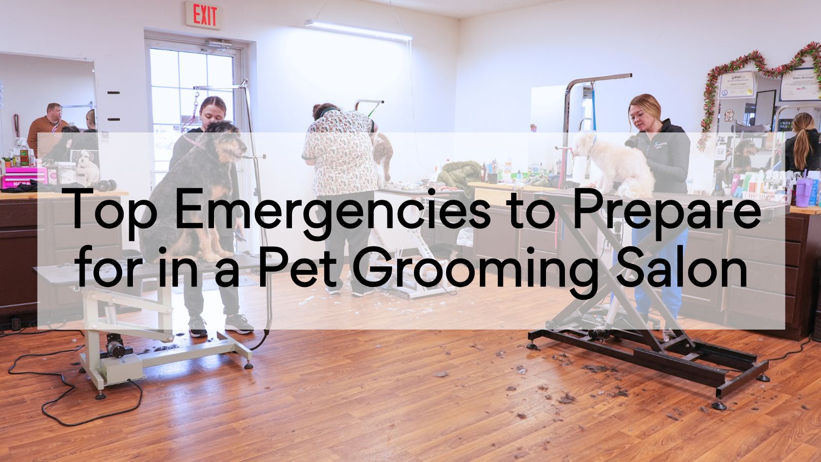 Top Emergencies to Prepare for in a Pet Grooming Salon