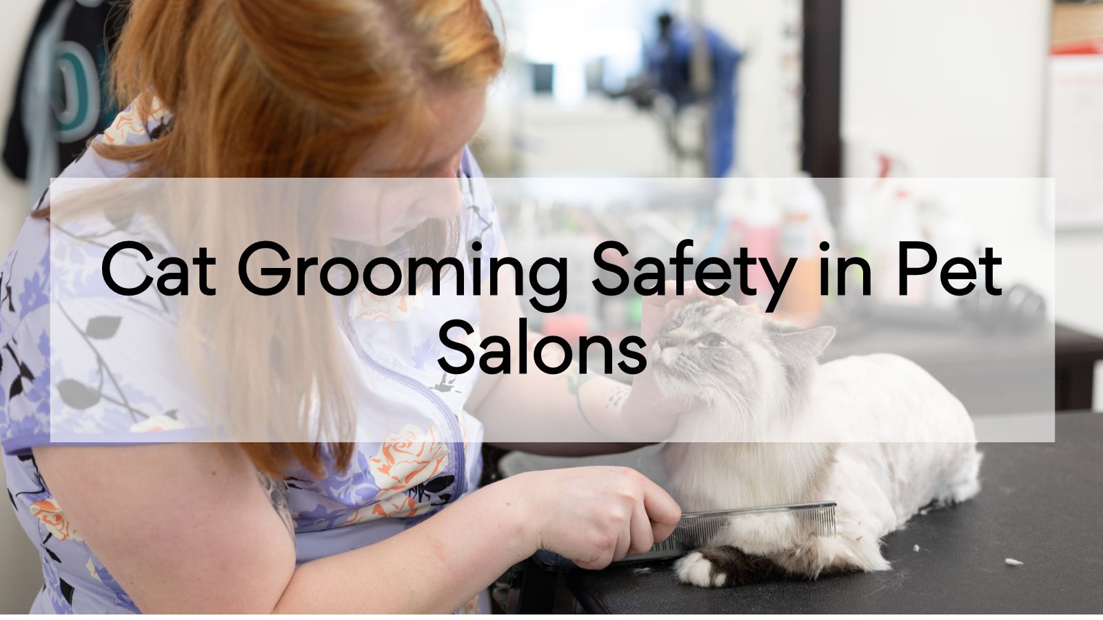 Cat Grooming Safety in Pet Salons