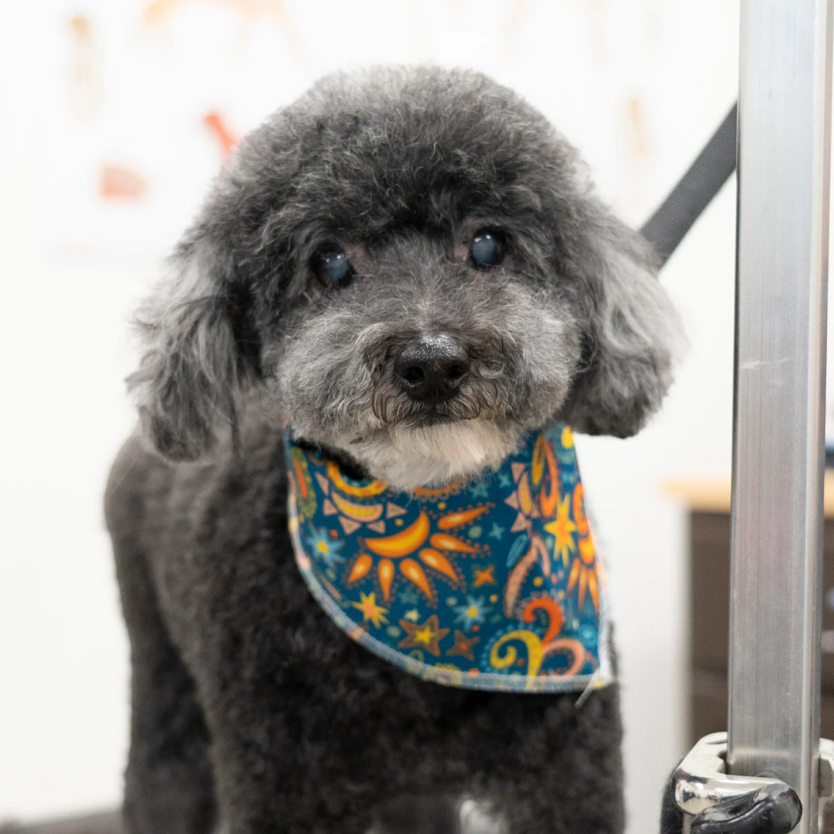New Pet Bandanas