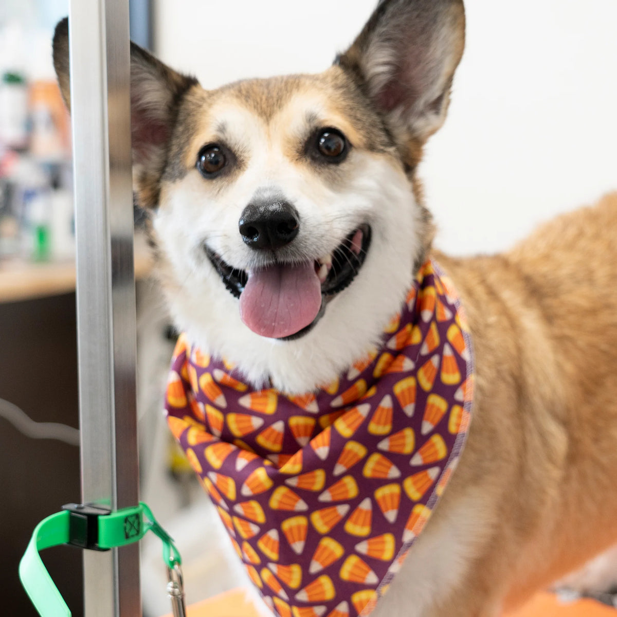 Fall & Halloween Bandanas