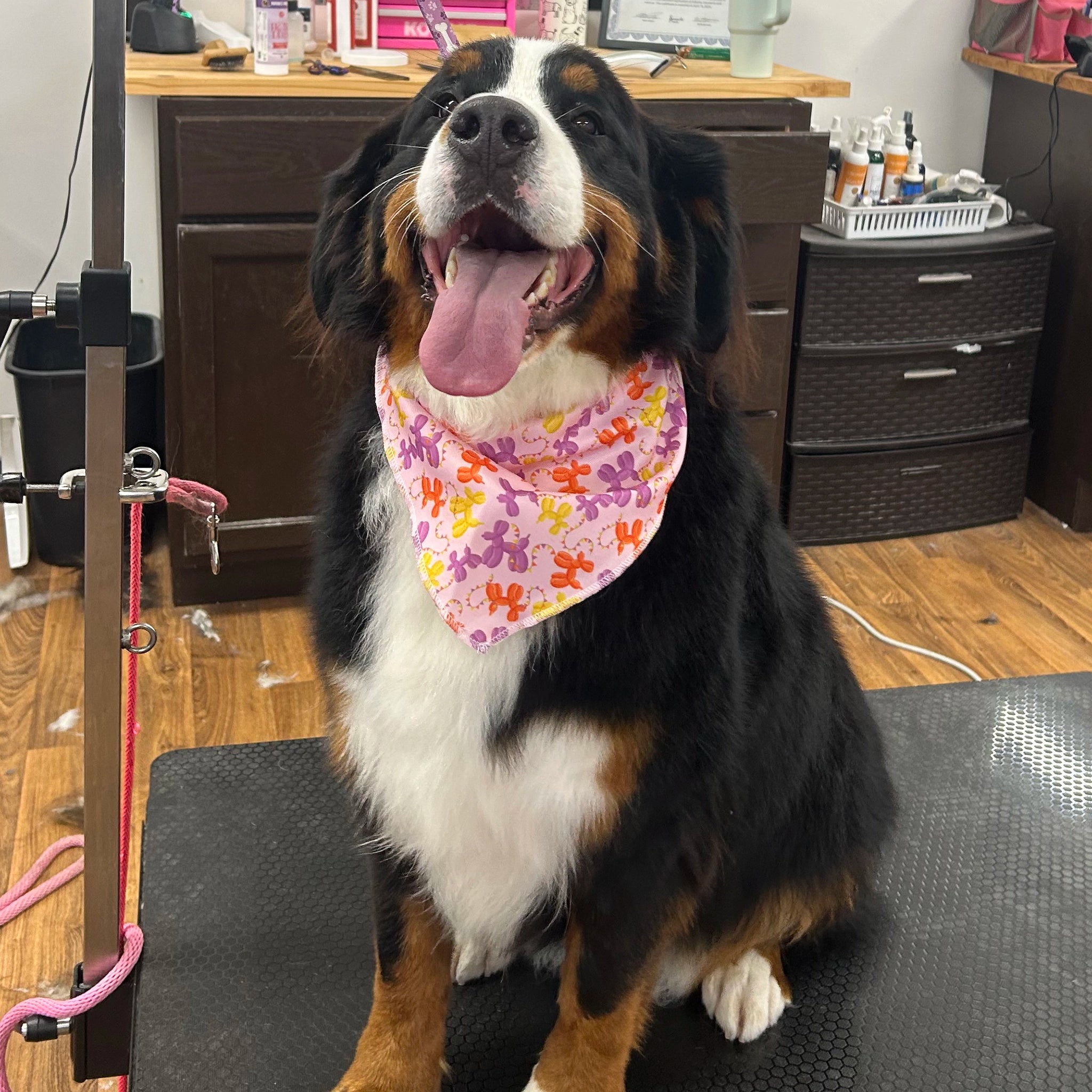 Dog wearing a colorful bandana sitting on a mat in a room with furniture and equipment.